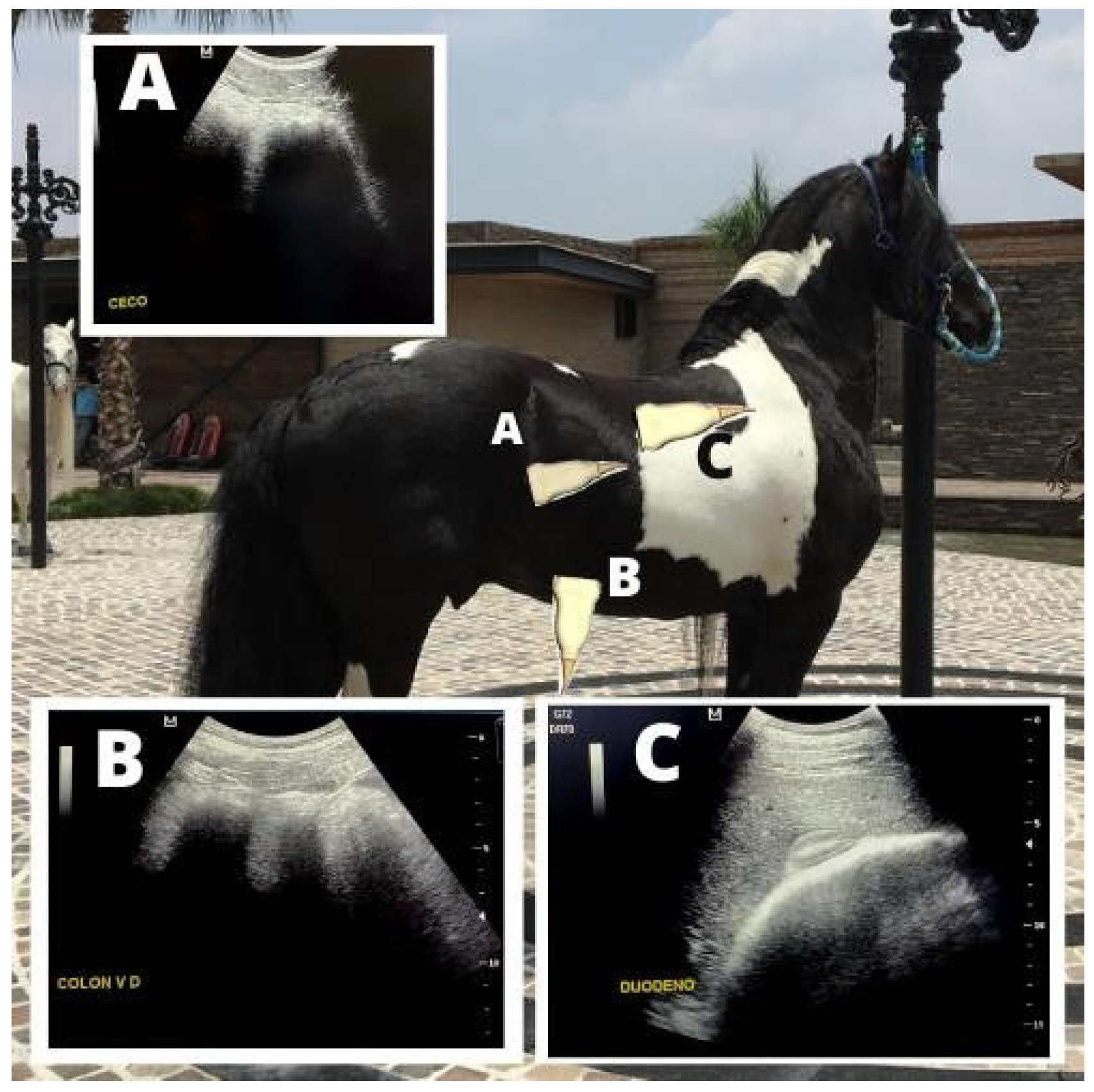 Animals 15 00571 g005