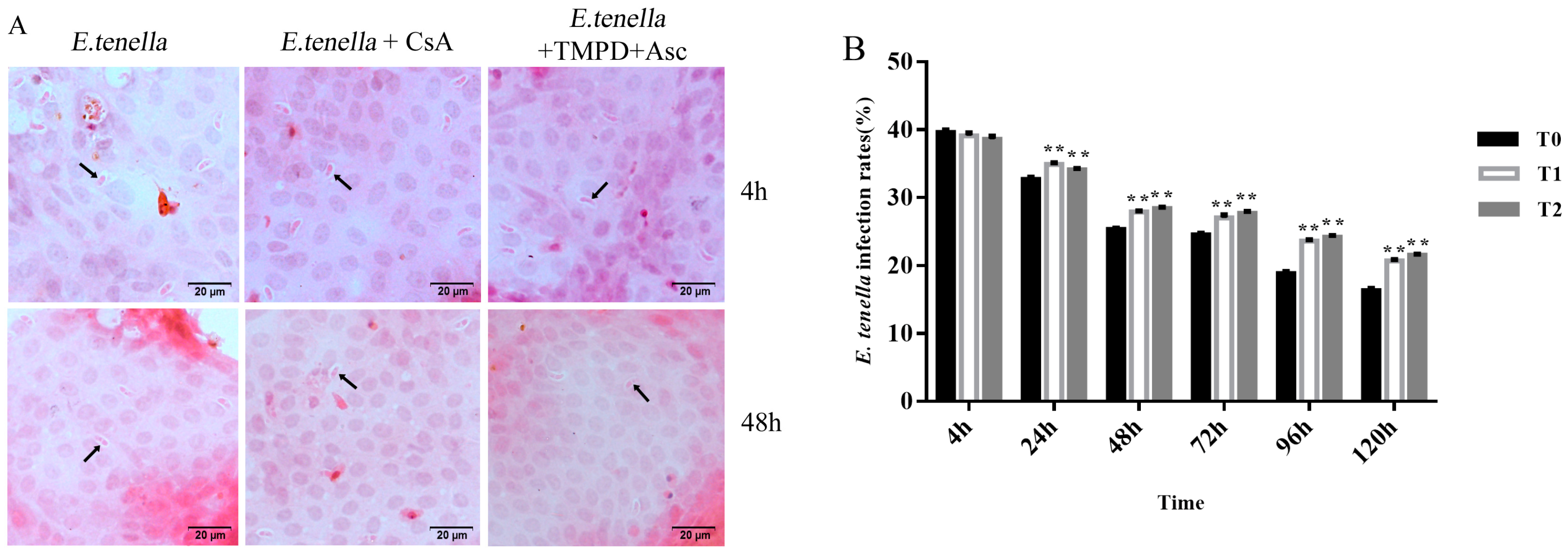 Animals 15 00577 g002