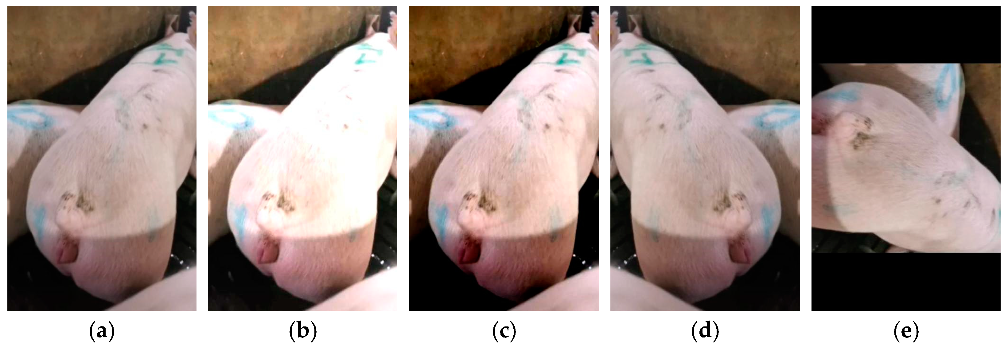 Animals 15 00580 g002