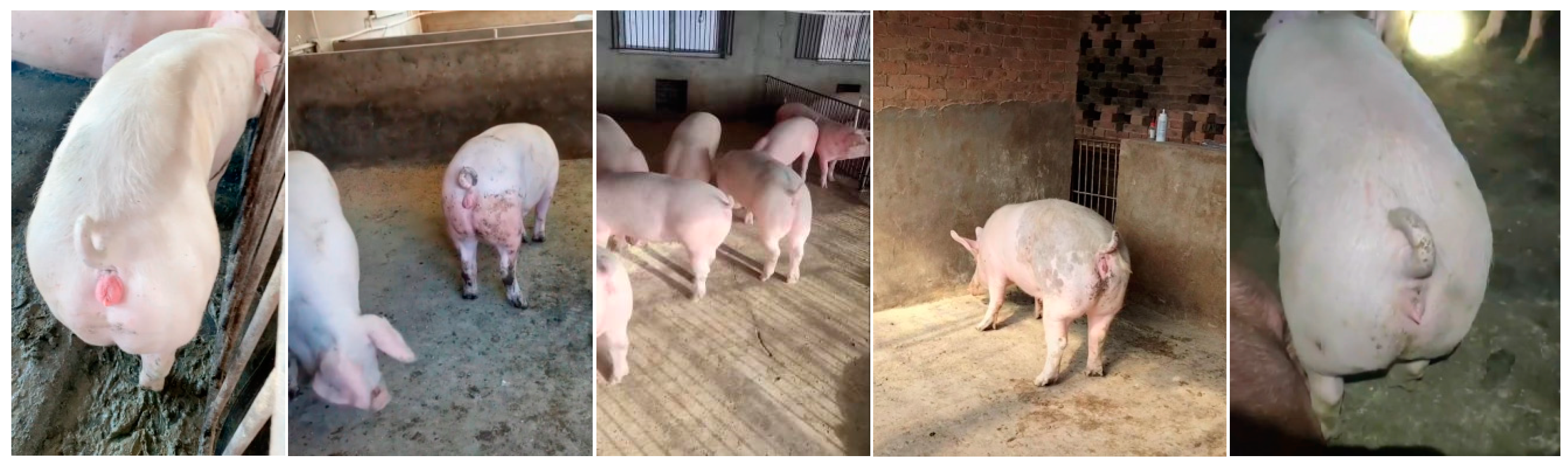 Animals 15 00580 g004