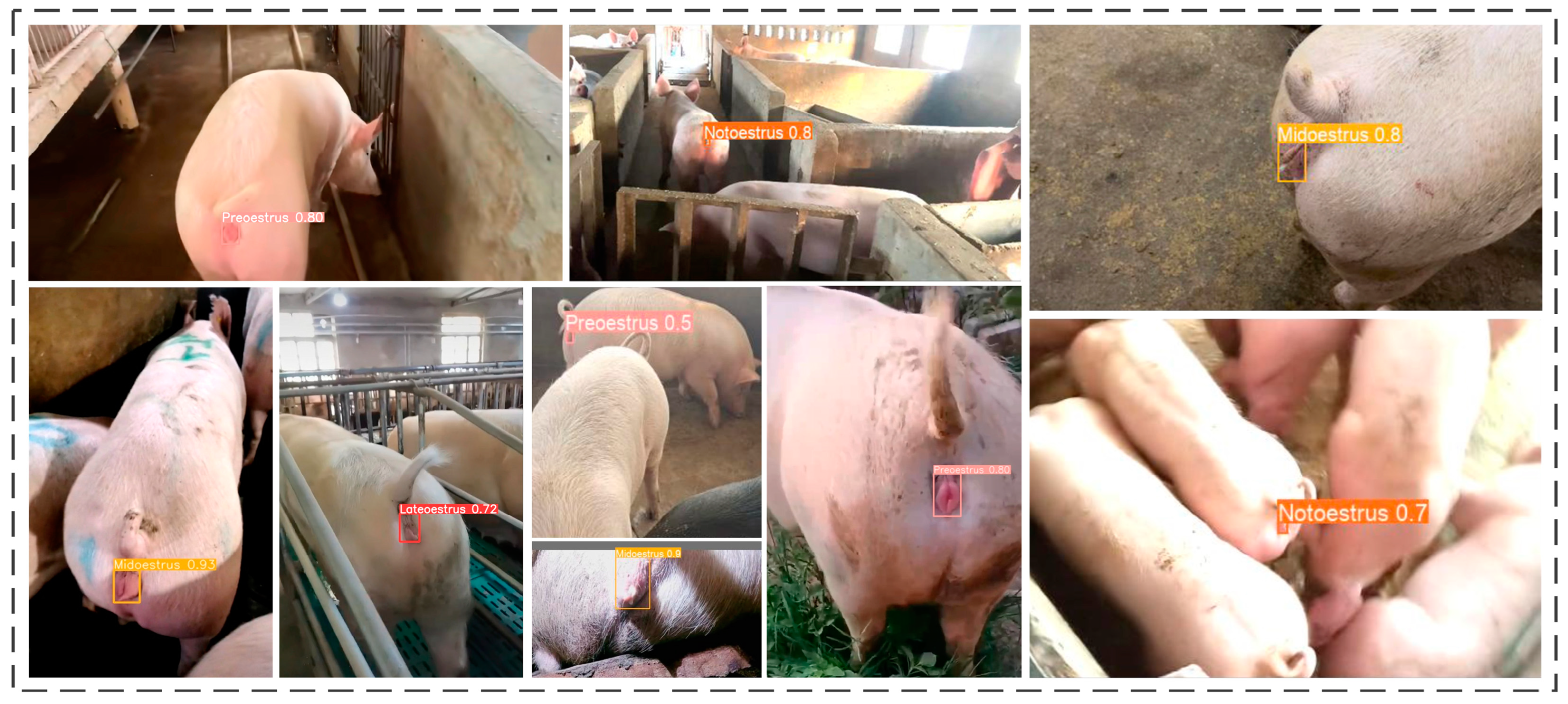 Animals 15 00580 g013