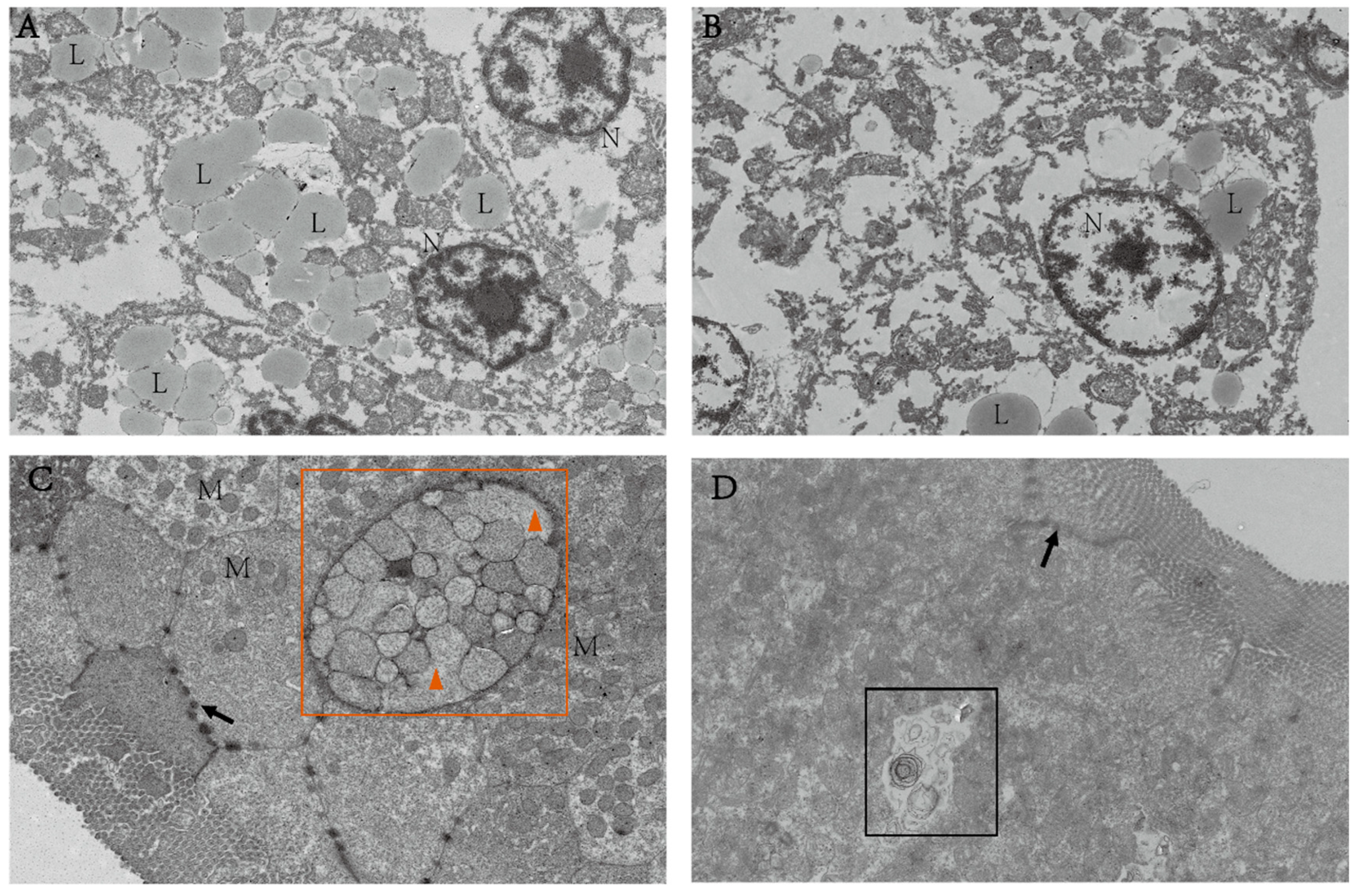 Animals 15 00583 g008