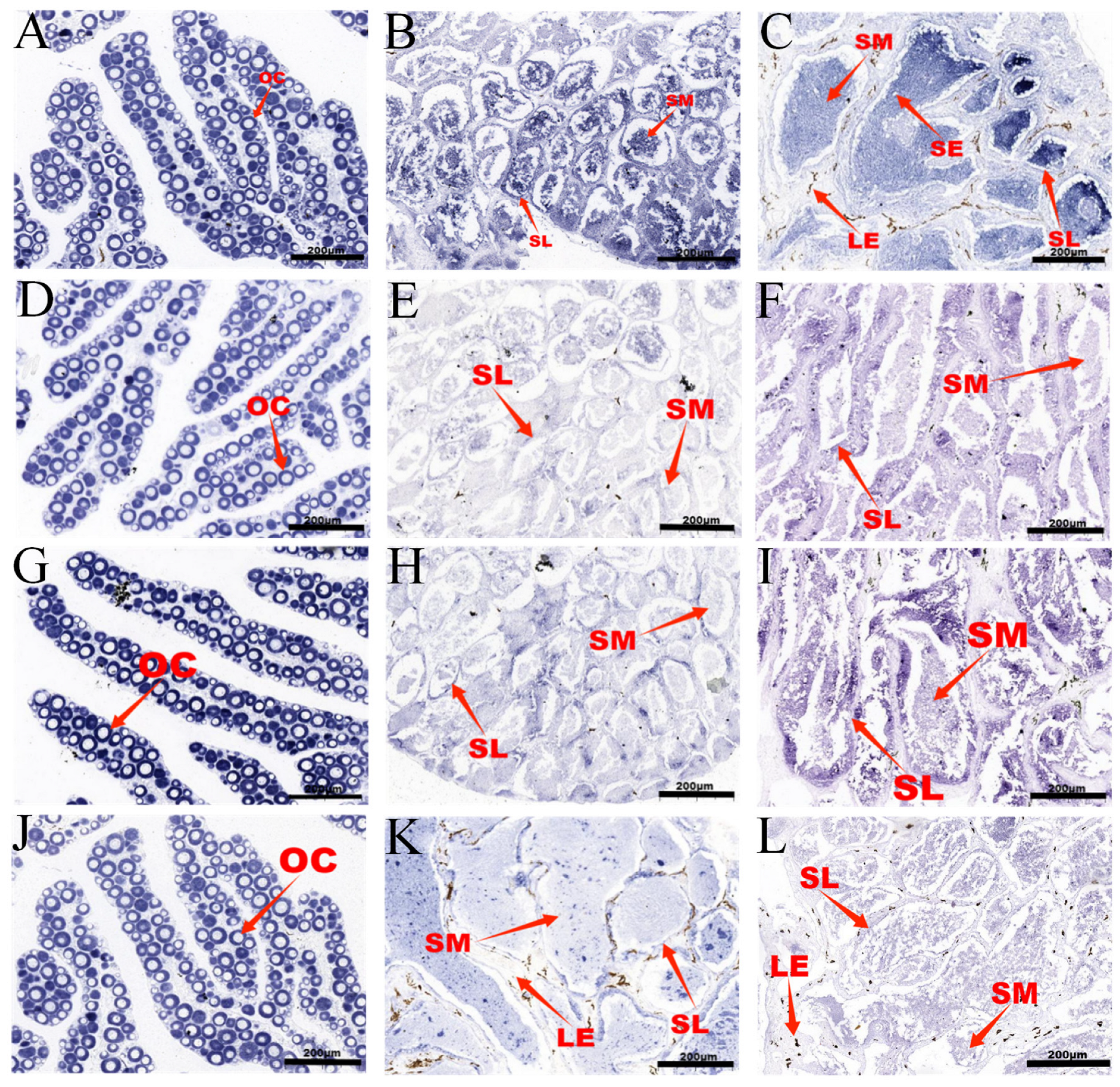 Animals 15 00593 g005