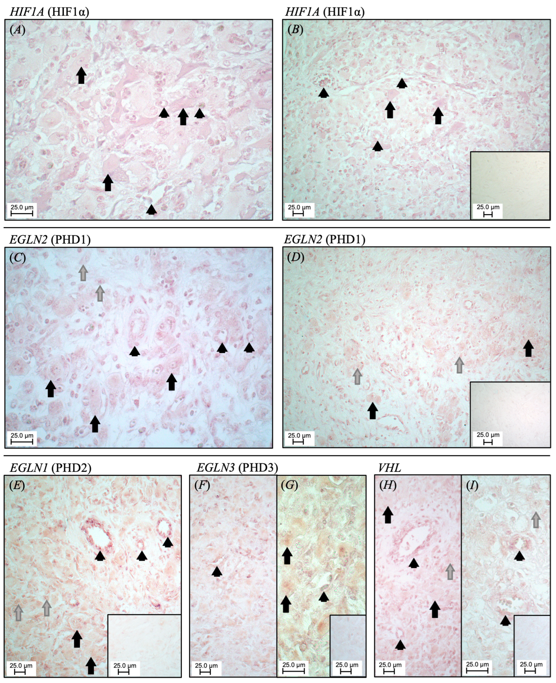 Animals 15 00595 g002