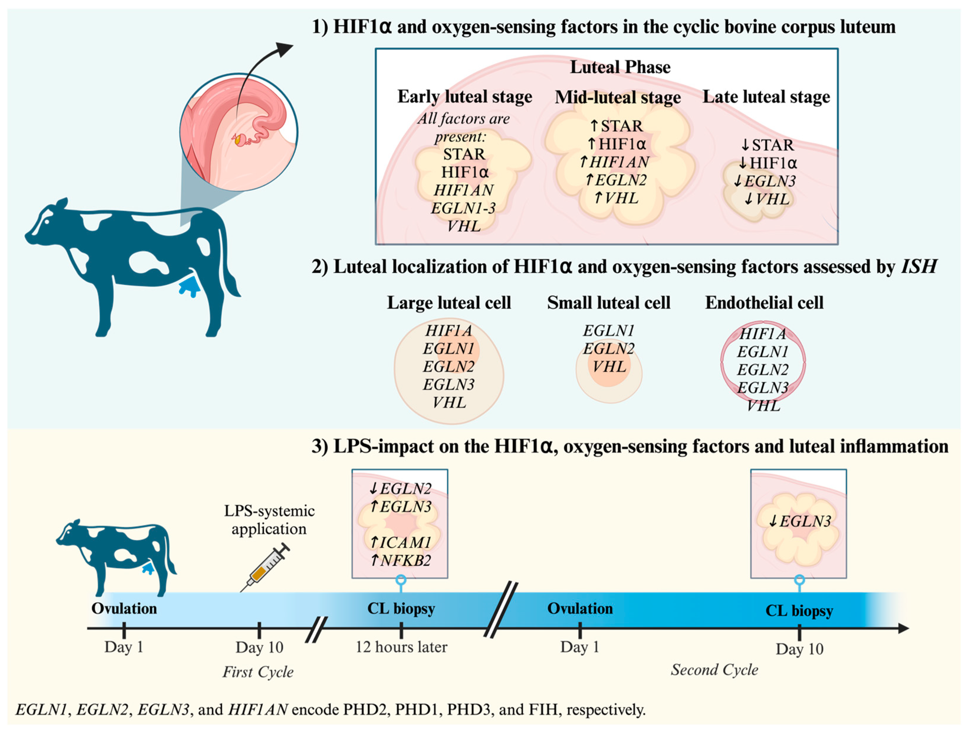 Animals 15 00595 g005