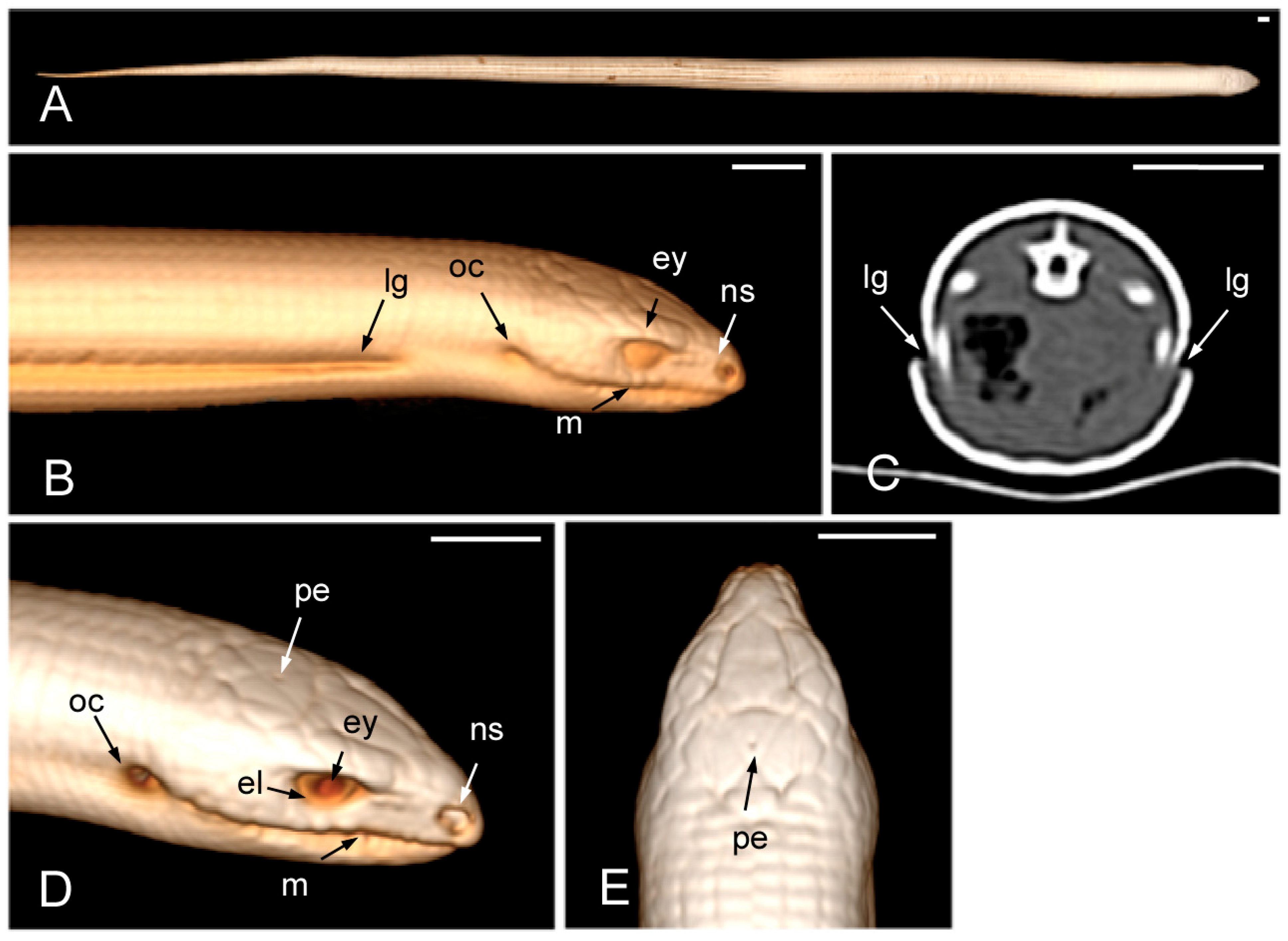 Animals 15 00615 g002 Animals 15 00615 g002
