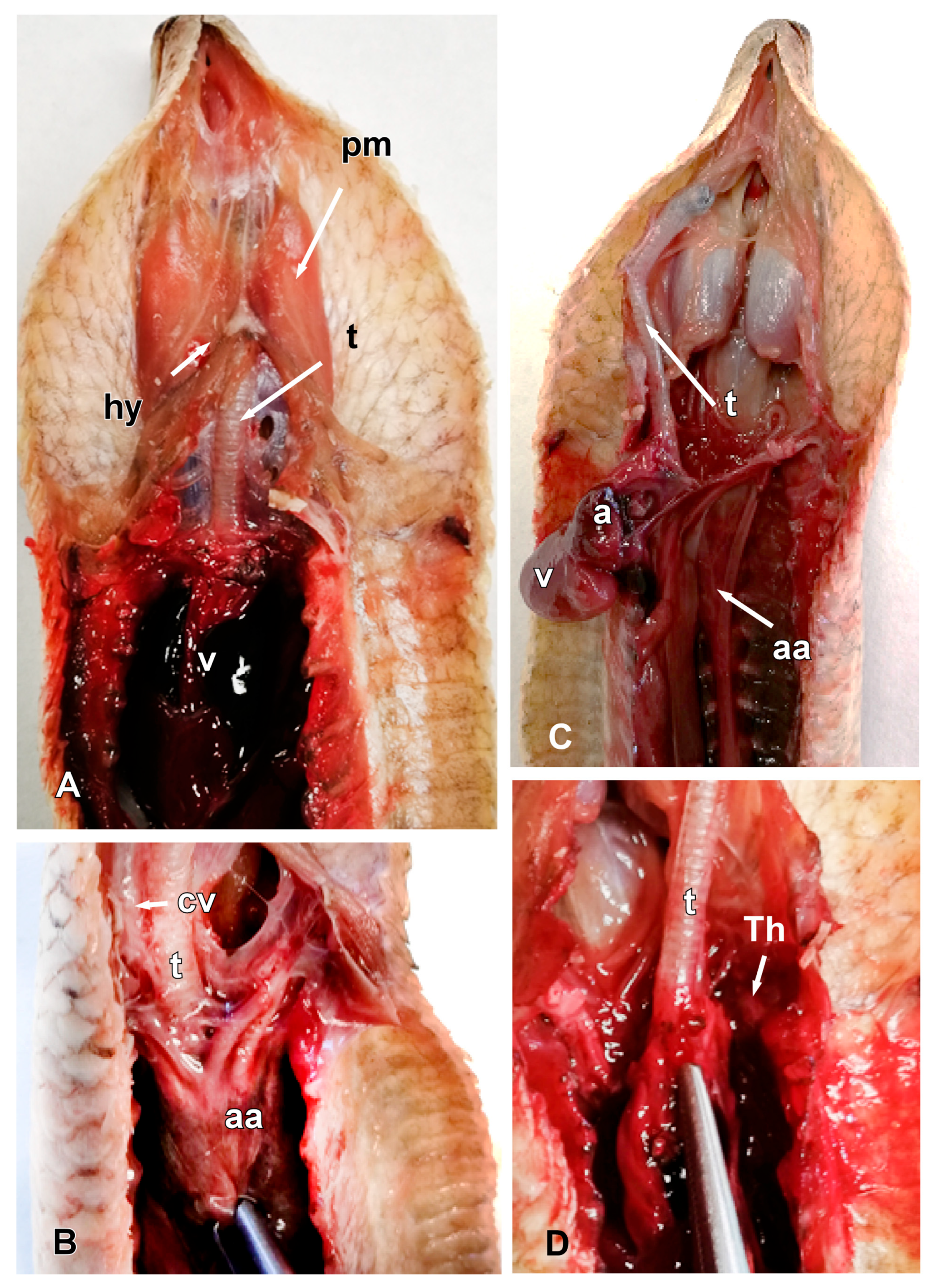 Animals 15 00615 g005 Animals 15 00615 g005