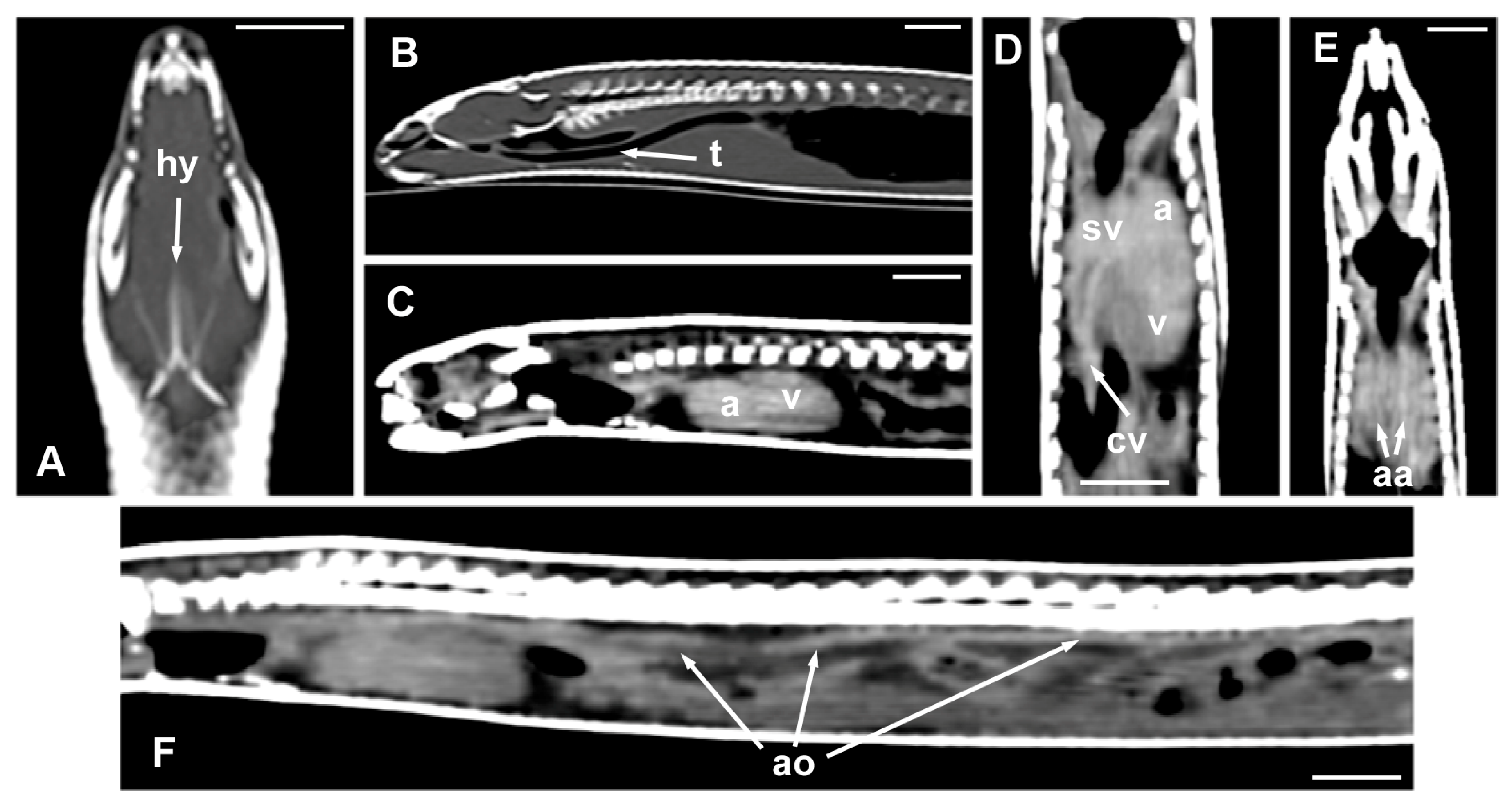 Animals 15 00615 g006 Animals 15 00615 g006