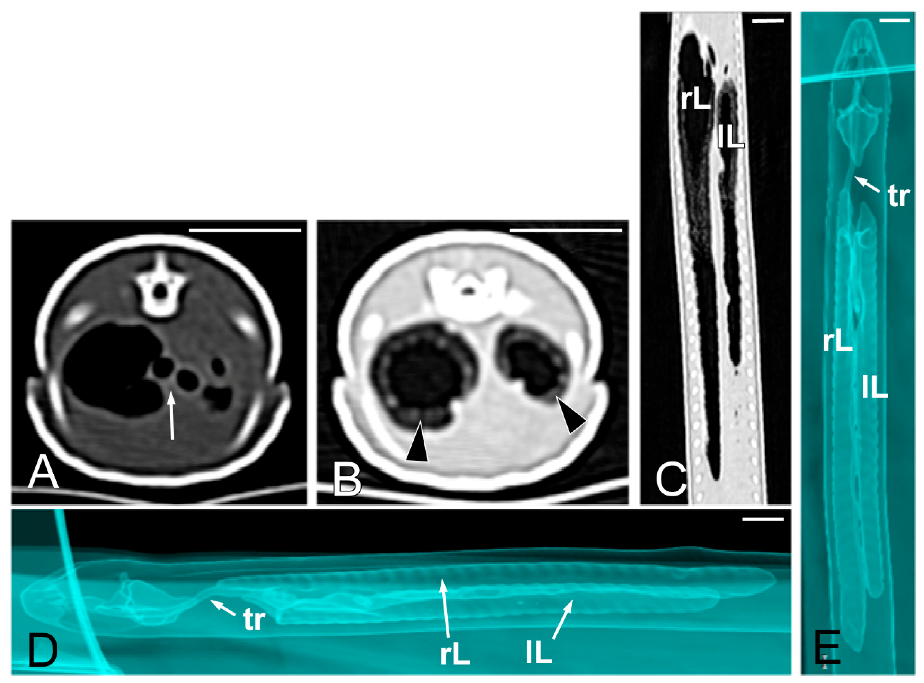 Animals 15 00615 g008 Animals 15 00615 g008