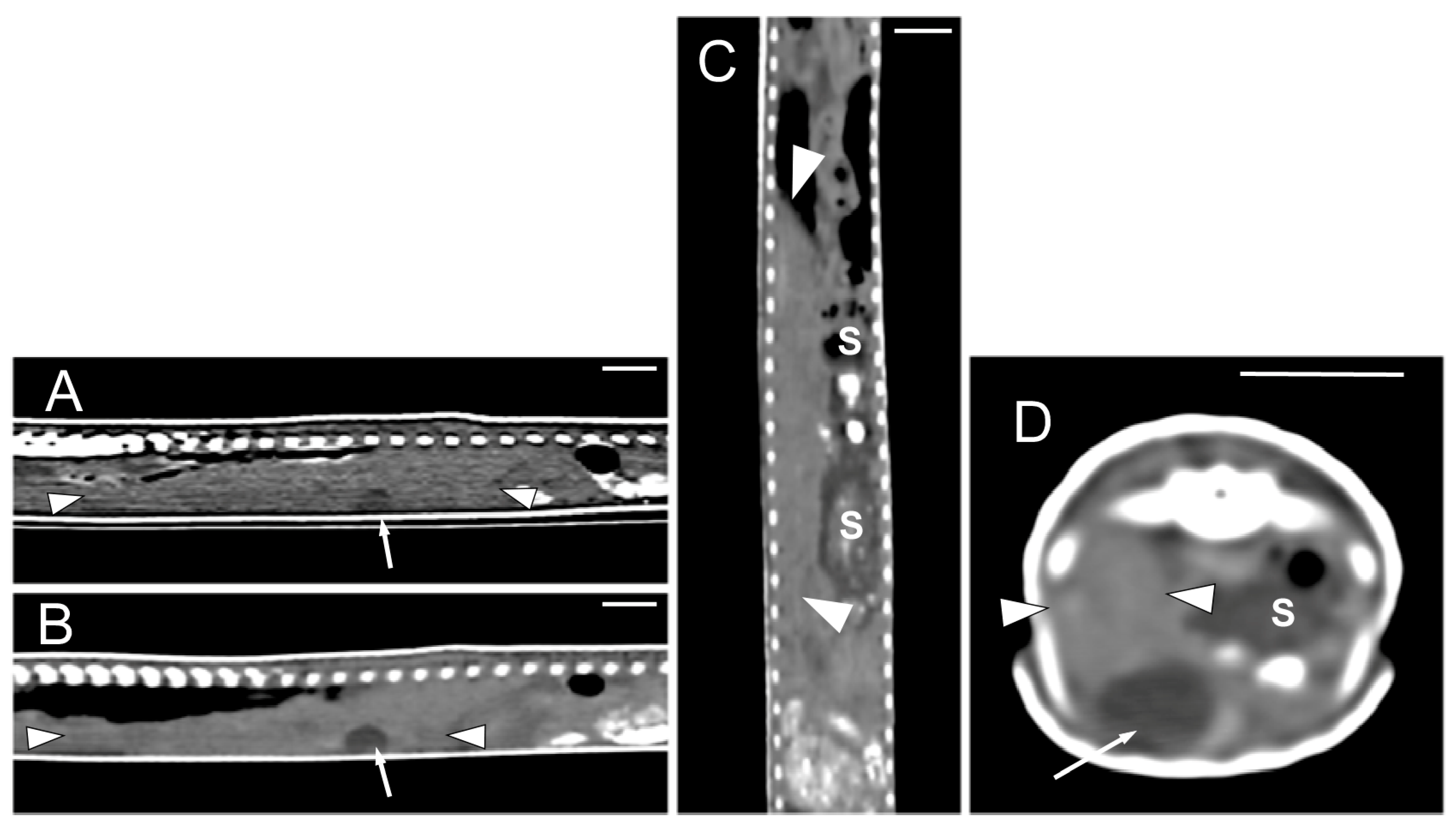 Animals 15 00615 g010 Animals 15 00615 g010