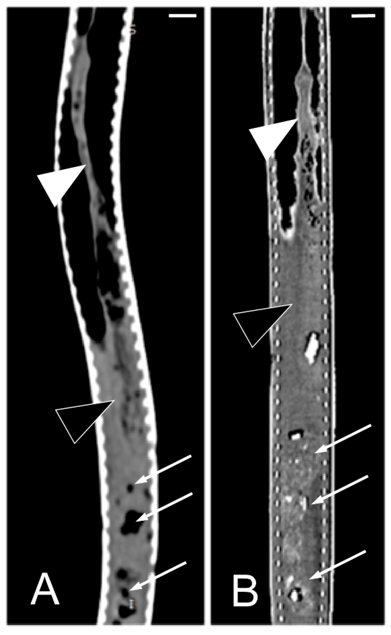 Animals 15 00615 g011 Animals 15 00615 g011