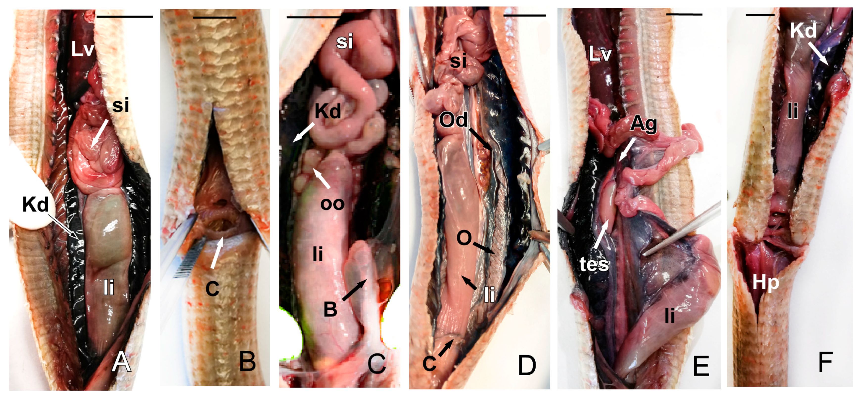 Animals 15 00615 g012 Animals 15 00615 g012