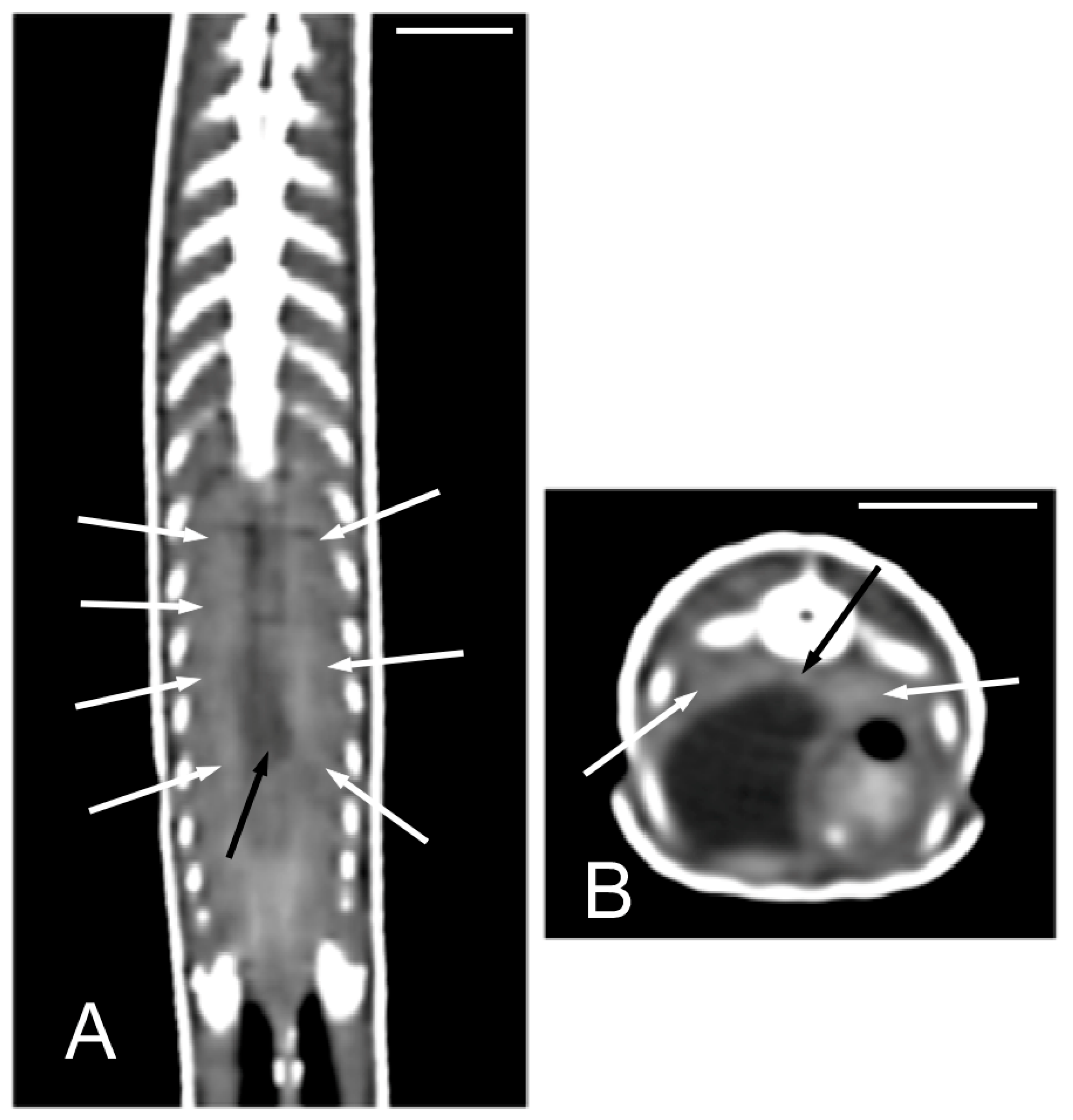 Animals 15 00615 g013 Animals 15 00615 g013