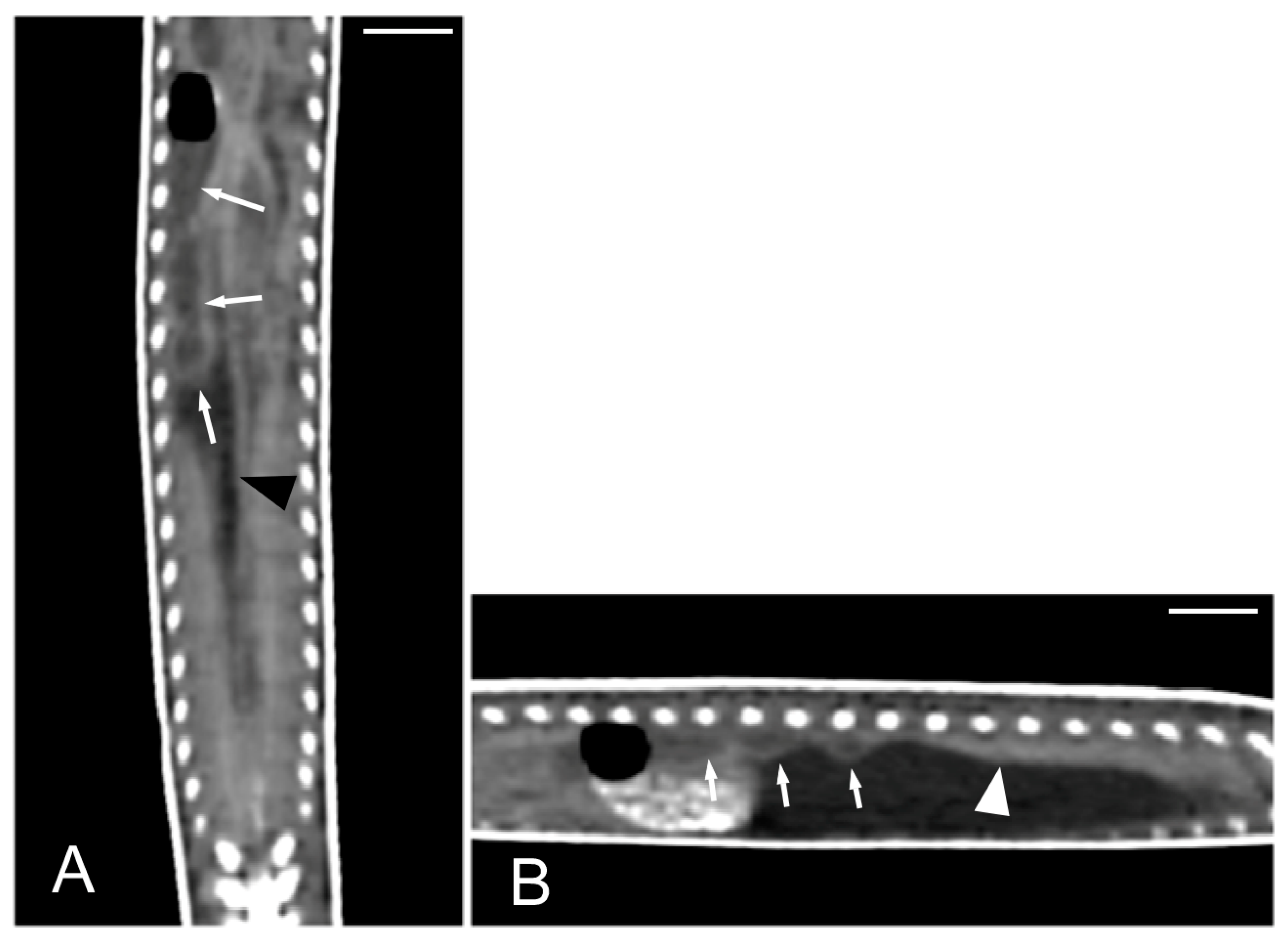 Animals 15 00615 g014 Animals 15 00615 g014