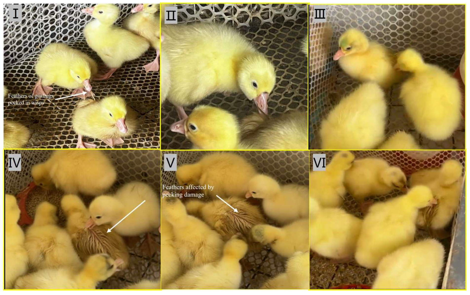 Animals 15 00616 g003