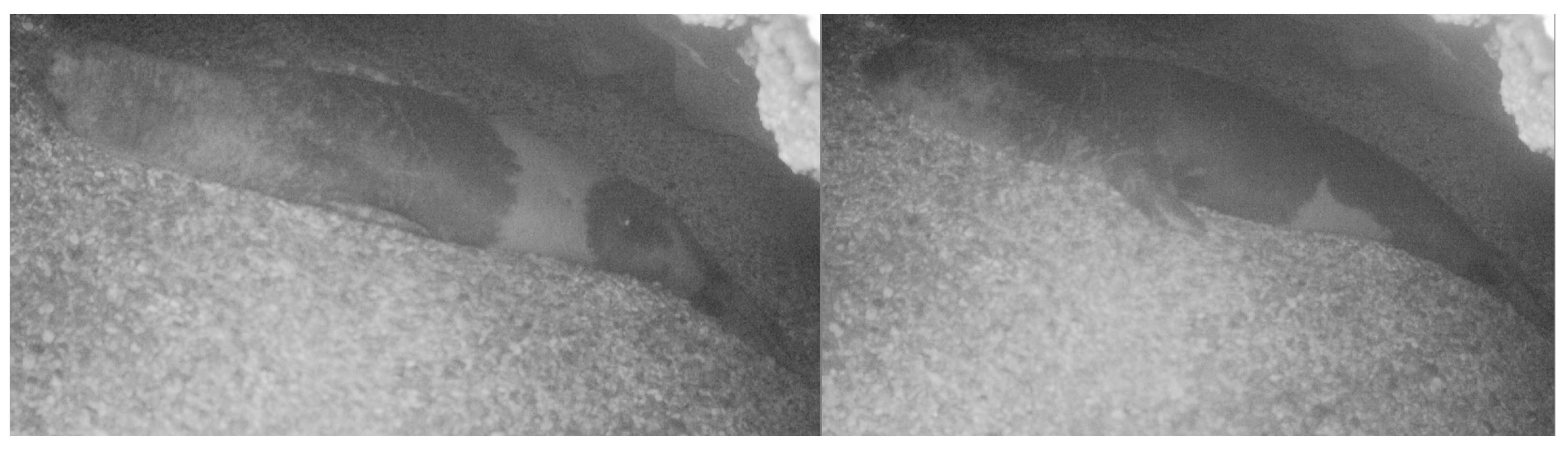 Animals 15 00617 g002