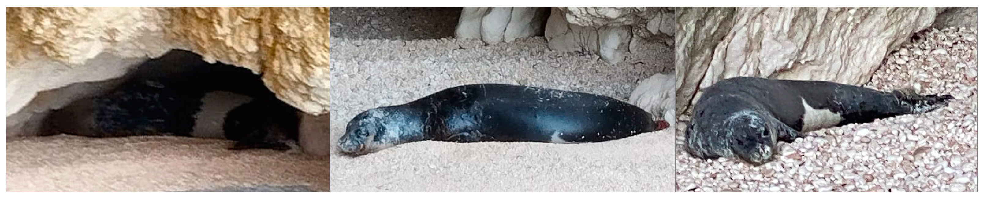 Animals 15 00617 g003