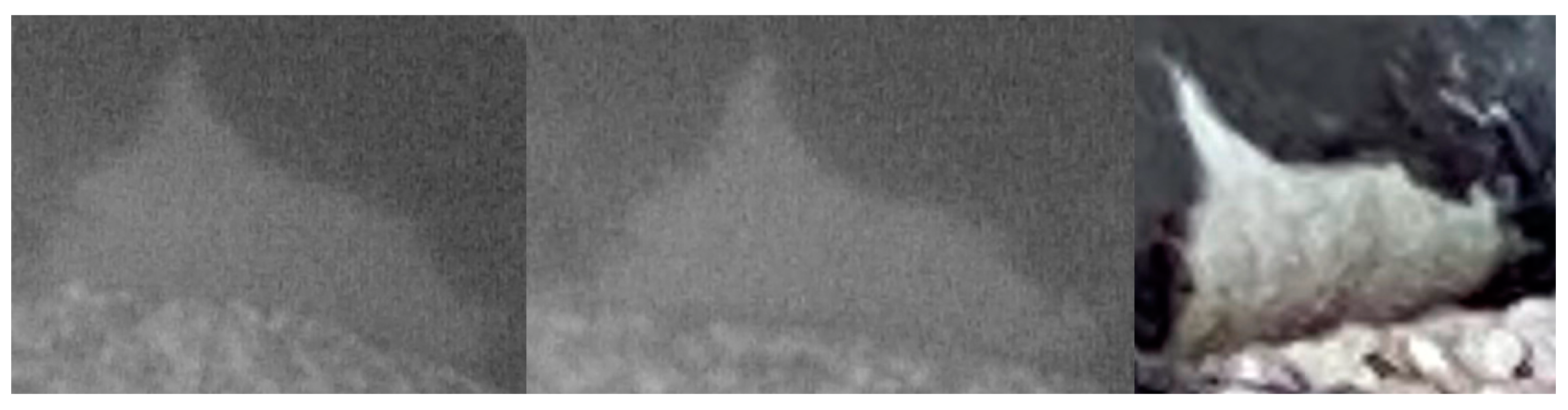 Animals 15 00617 g004