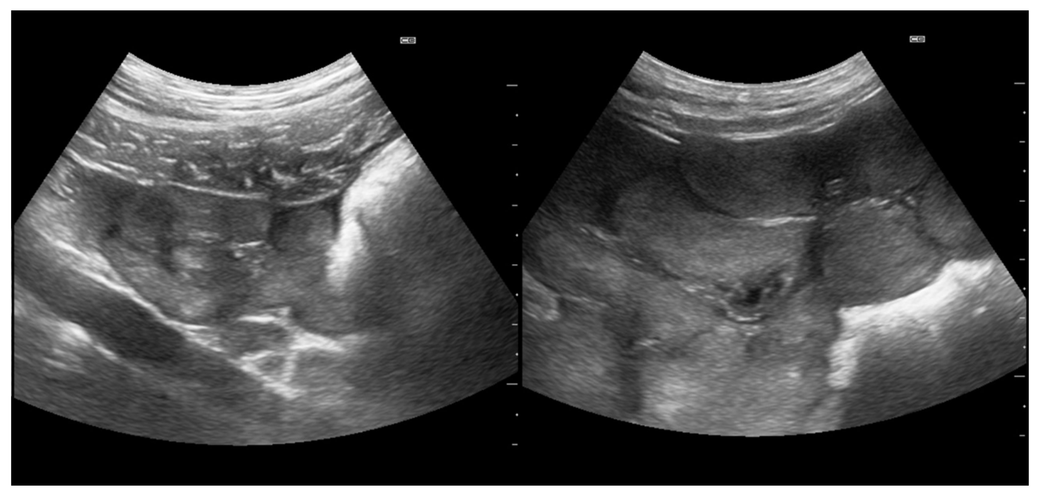 Animals 15 00623 g002