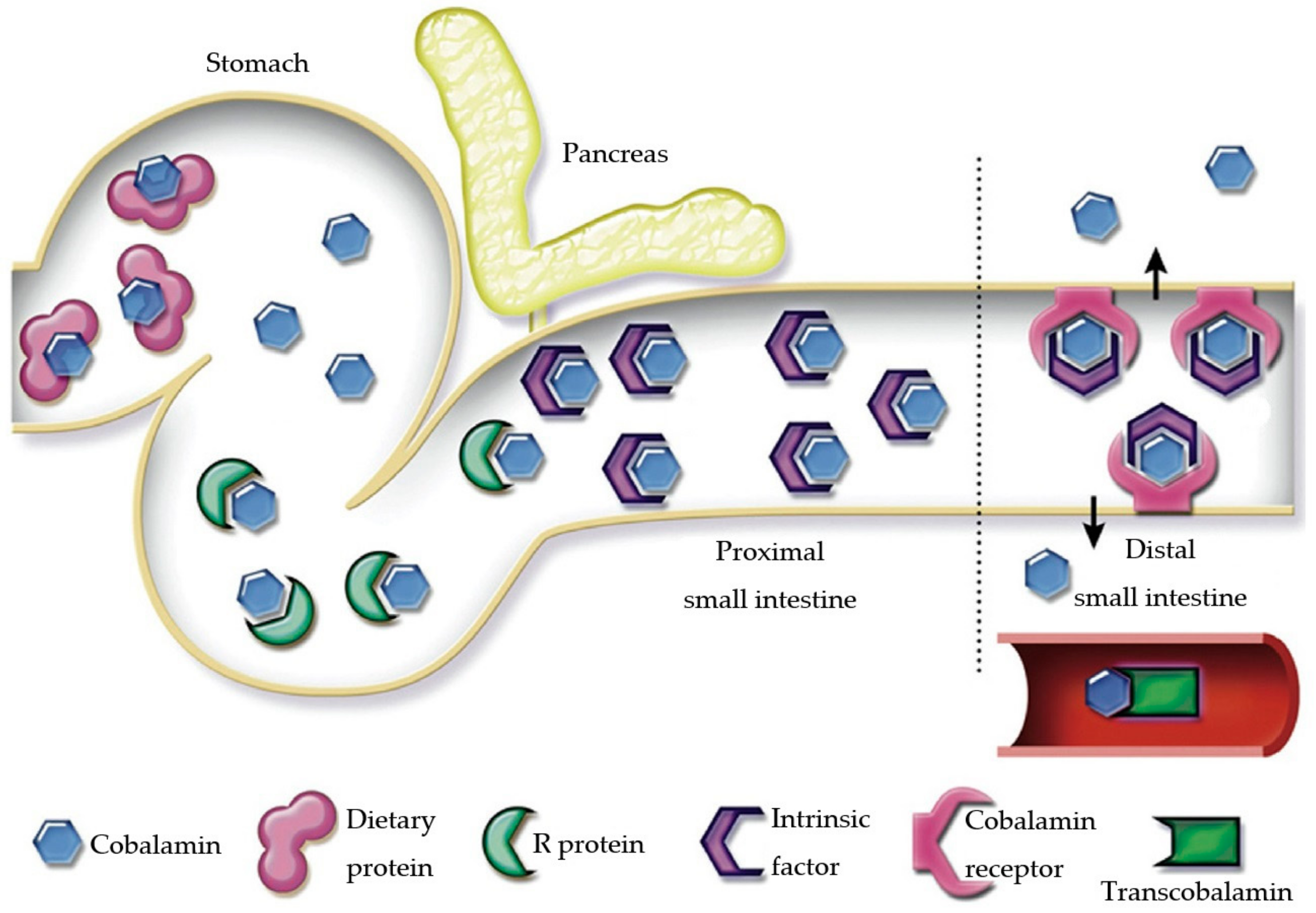 Animals 15 00649 g001 Animals 15 00649 g001