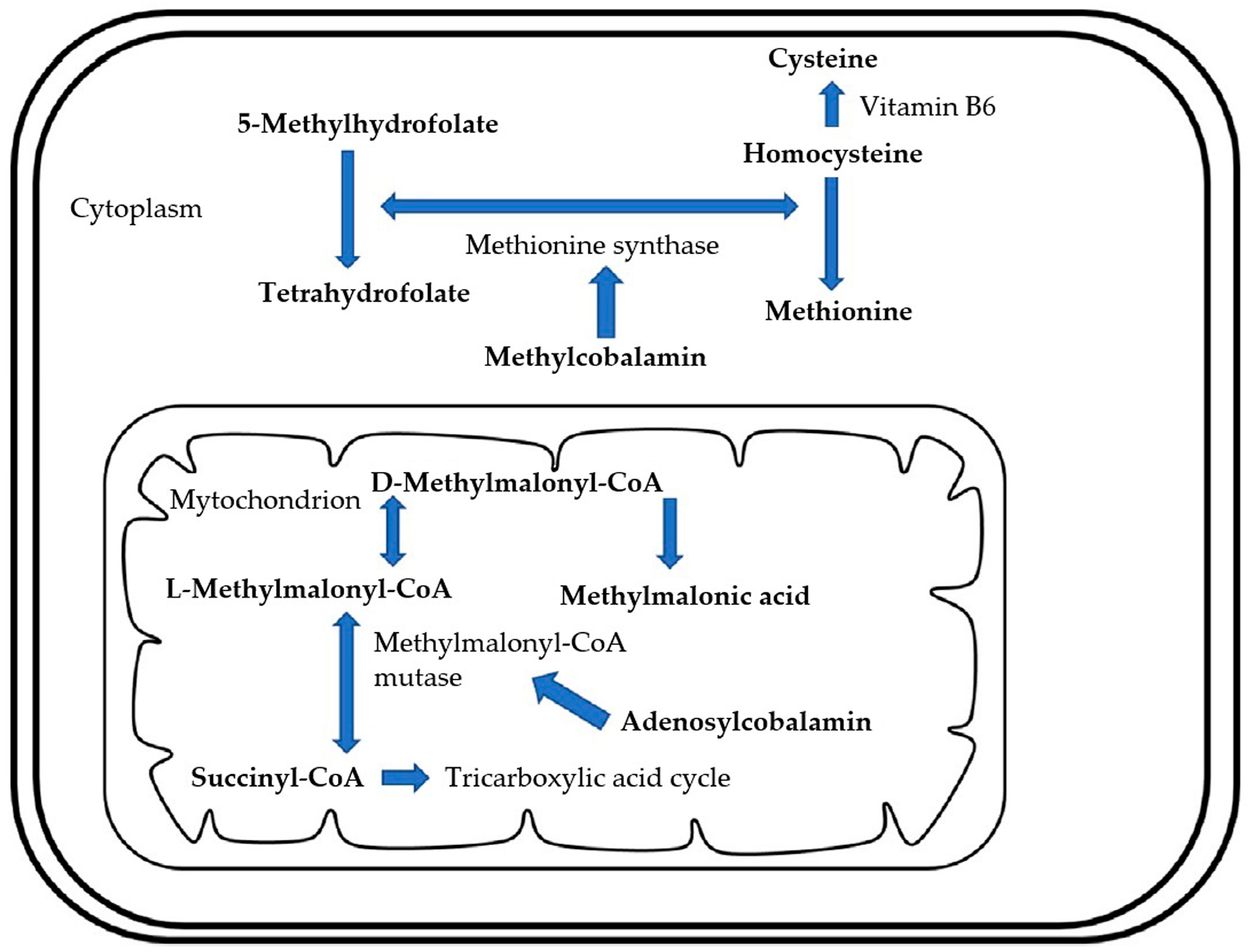 Animals 15 00649 g002 Animals 15 00649 g002
