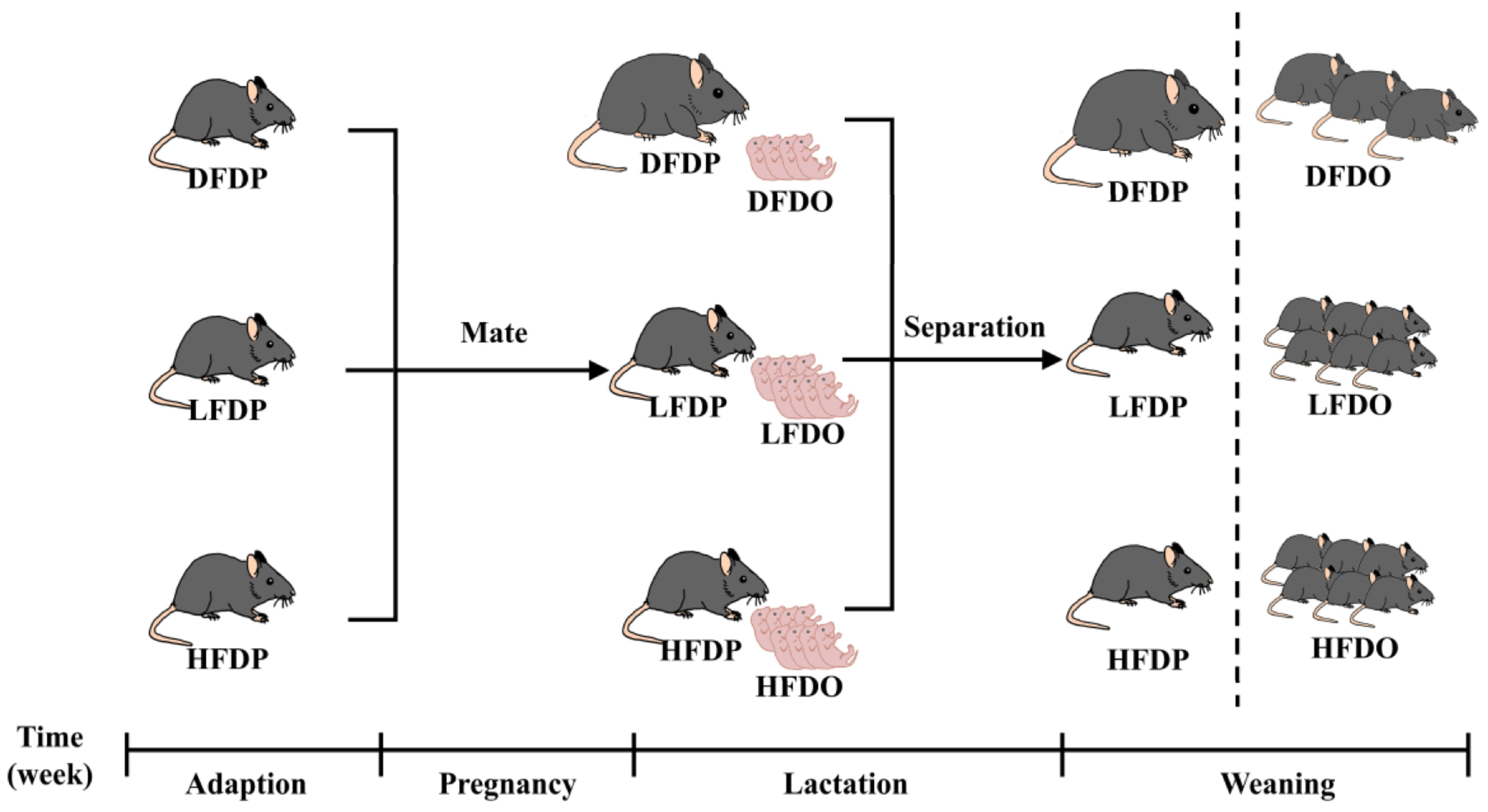 Animals 15 00655 g001 Animals 15 00655 g001