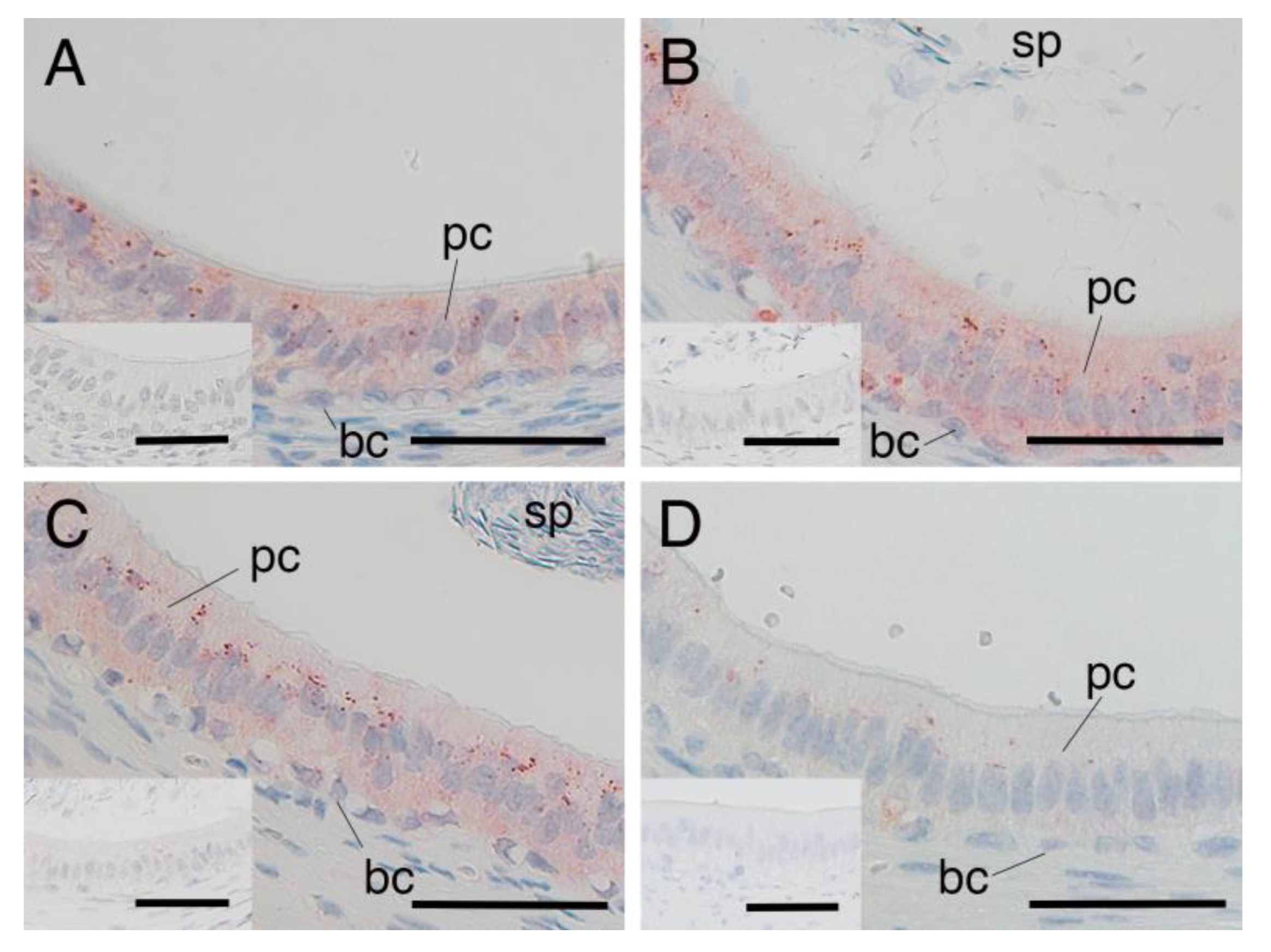 Animals 15 00660 g004