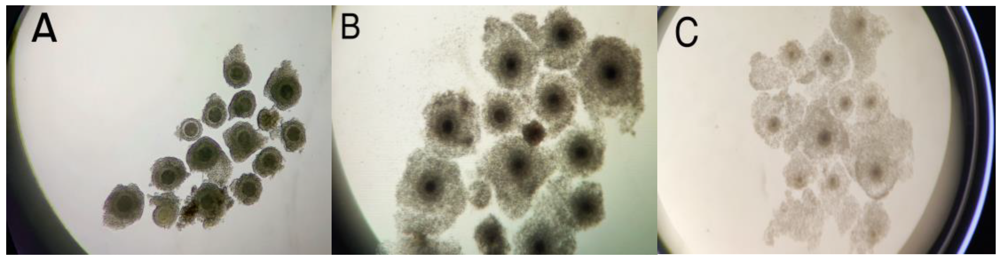 Animals 15 00666 g001