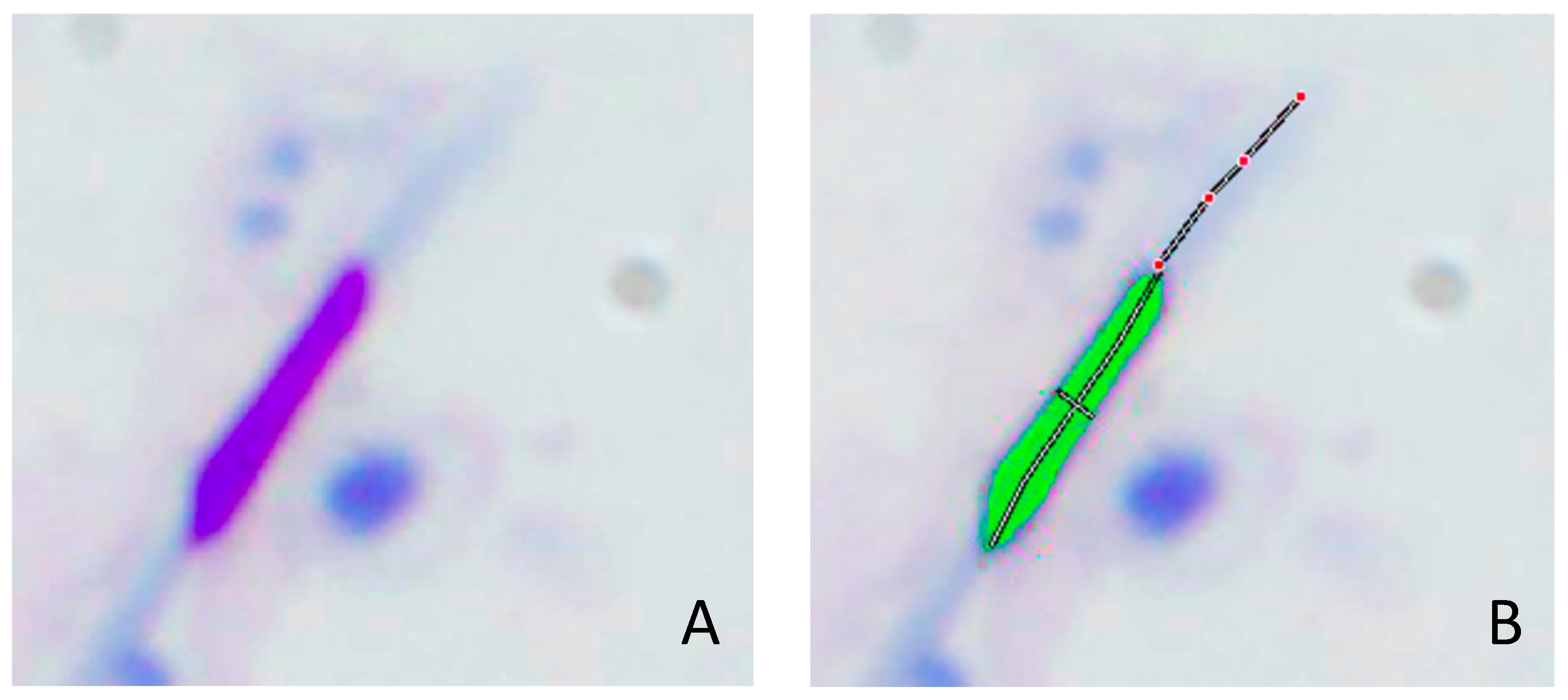 Animals 15 00672 g004 Animals 15 00672 g004