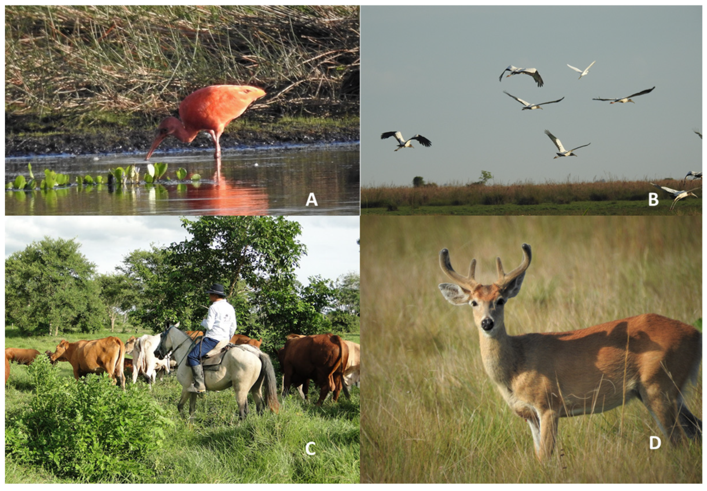 Animals 15 00677 g001