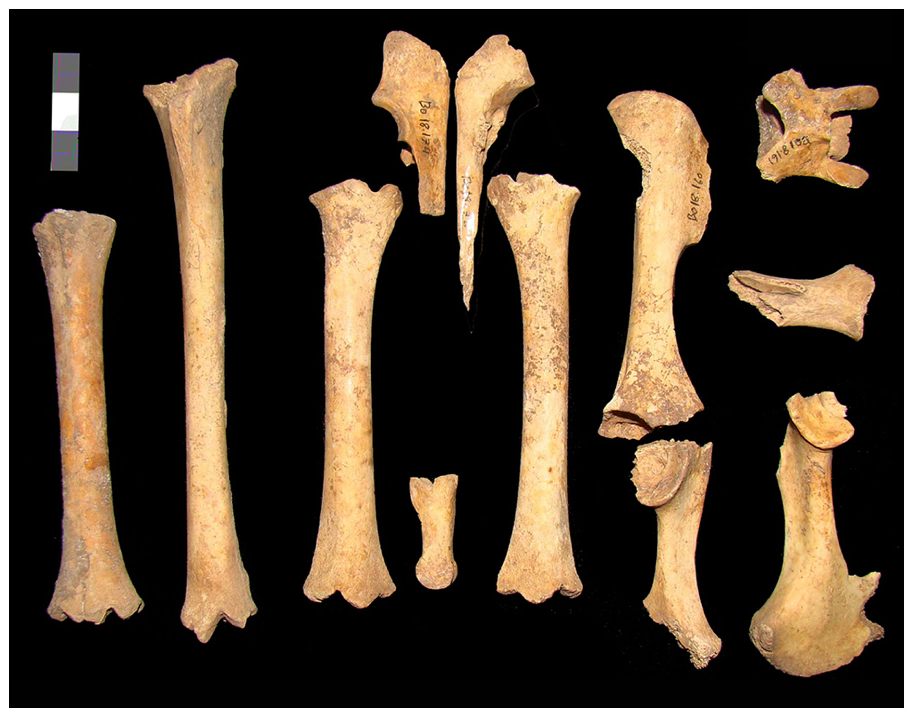 Animals 15 00680 g004