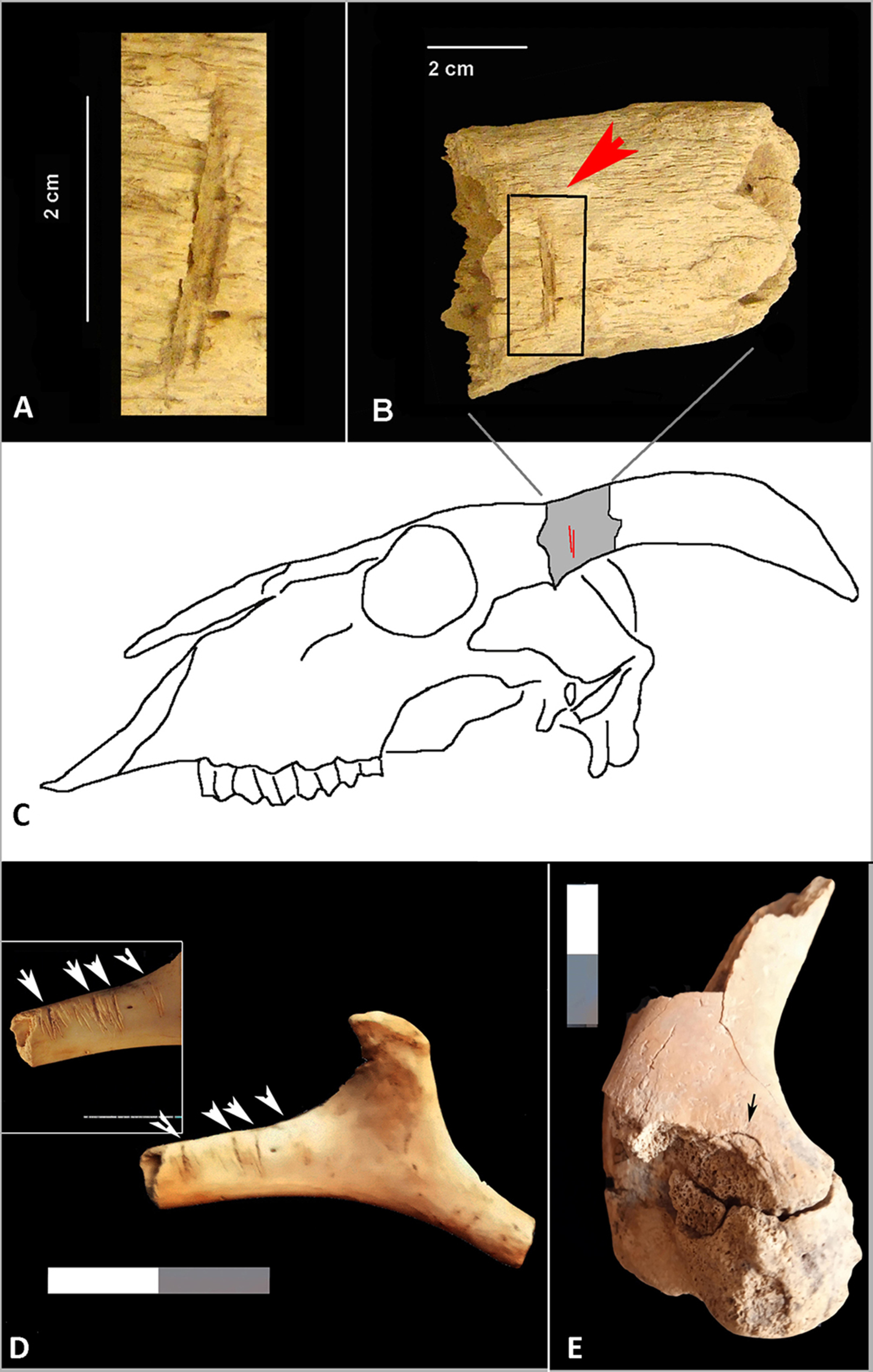 Animals 15 00680 g006