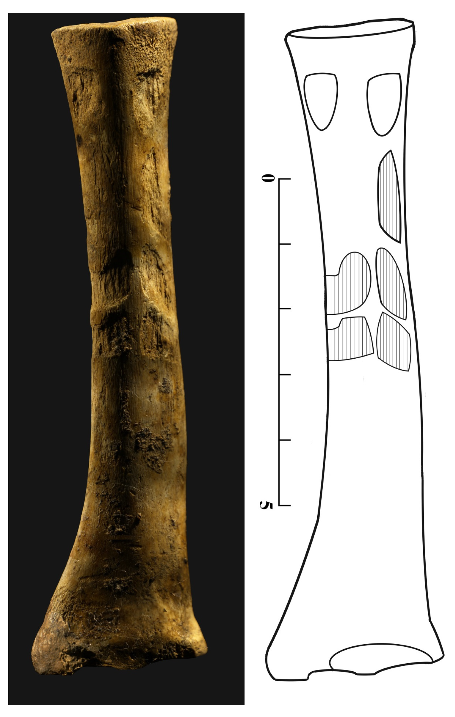 Animals 15 00680 g008