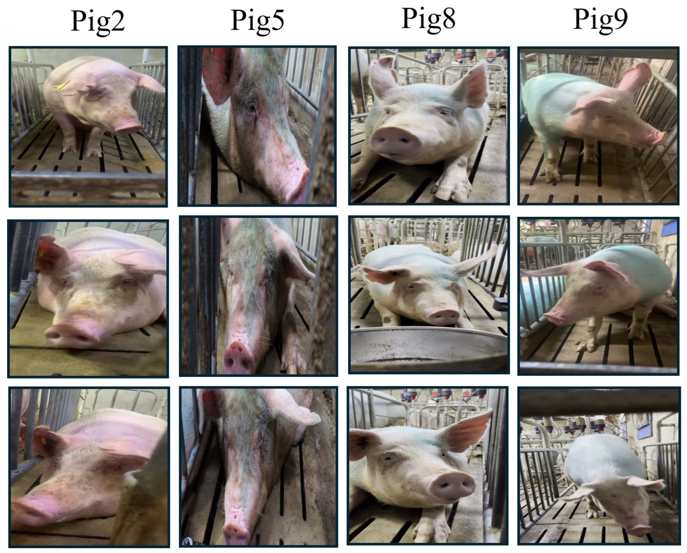 Animals 15 00691 g004 Animals 15 00691 g004