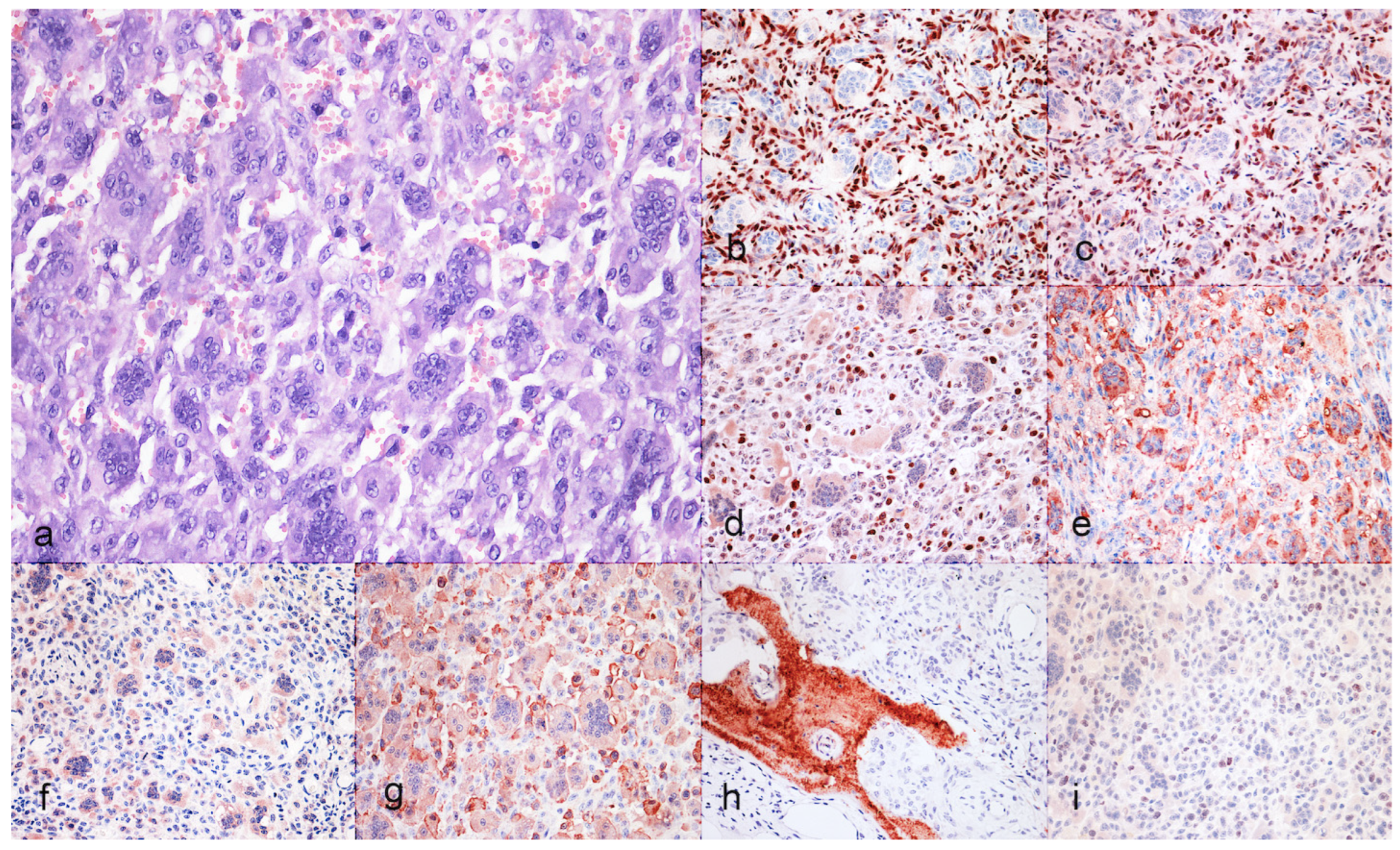 Animals 15 00699 g001 Animals 15 00699 g001