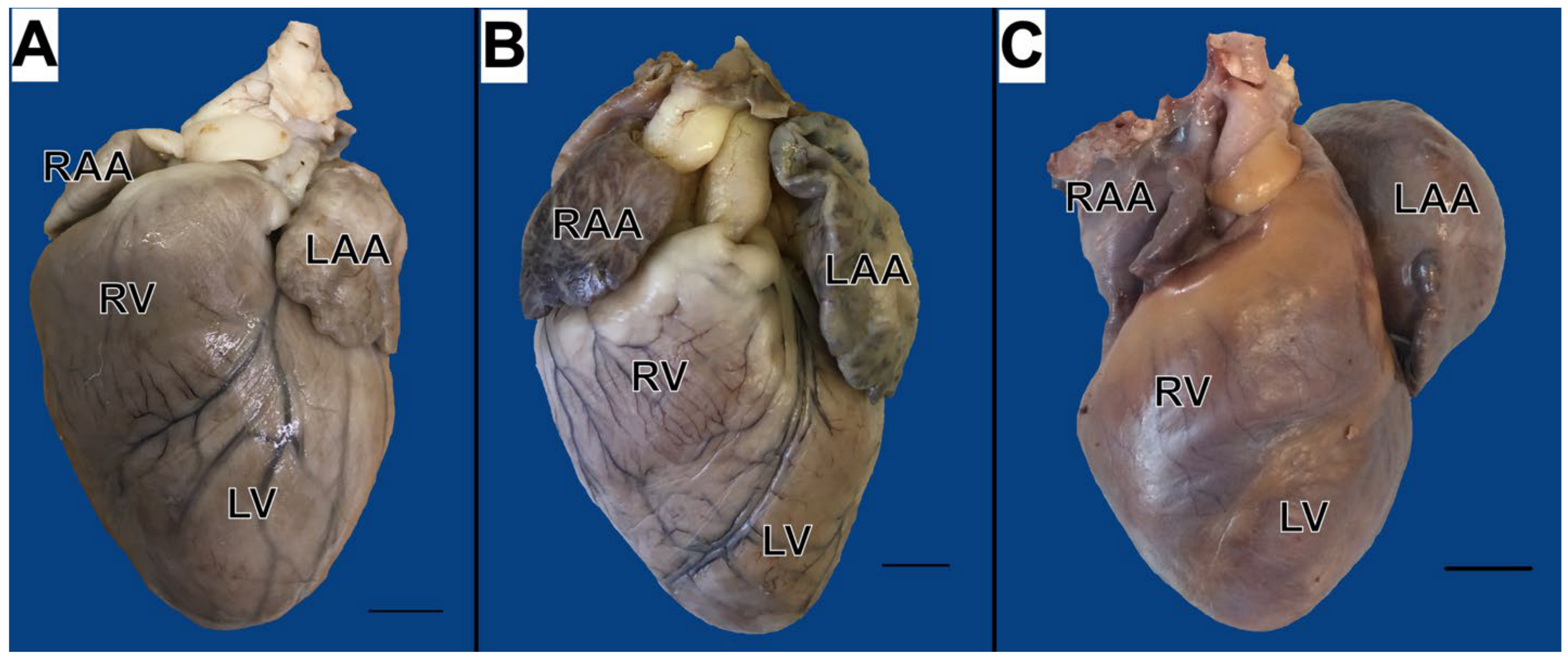 Animals 15 00703 g002
