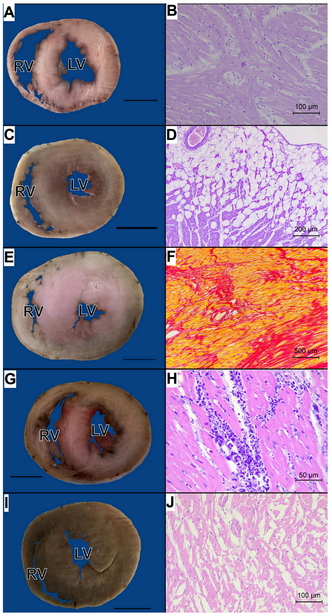 Animals 15 00703 g003