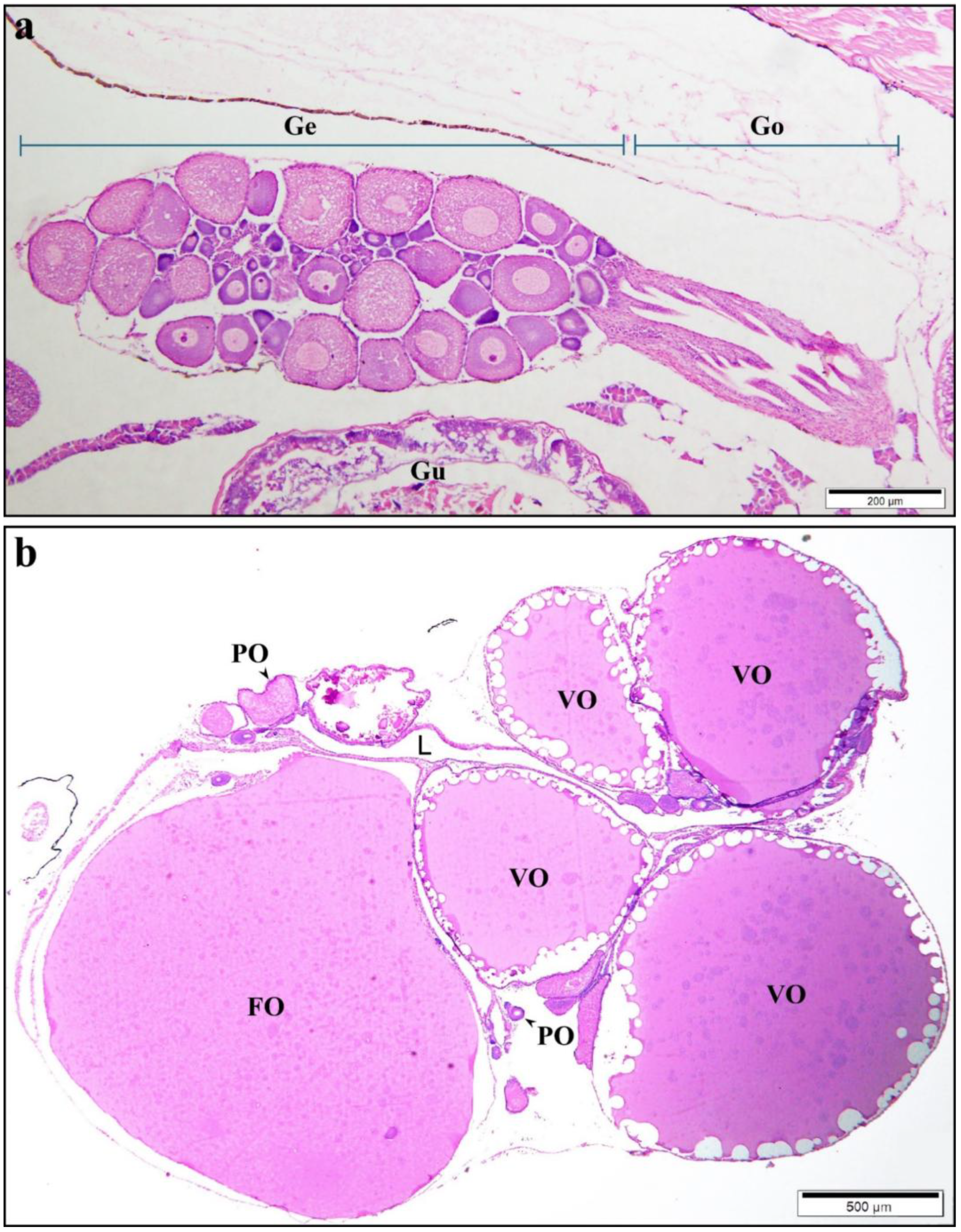 洋書 Insect Histology 洋書 Insect Histology Insect Histology: Practical Laboratory