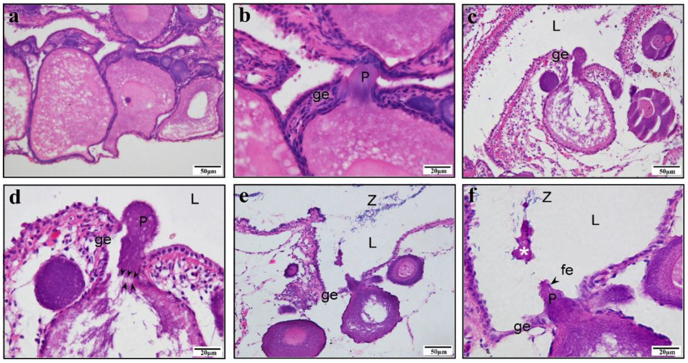 Animals 15 00707 g005 Animals 15 00707 g005