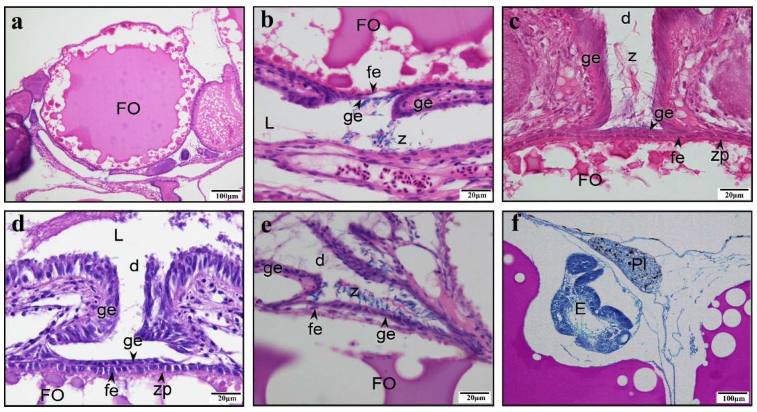 Animals 15 00707 g007 Animals 15 00707 g007