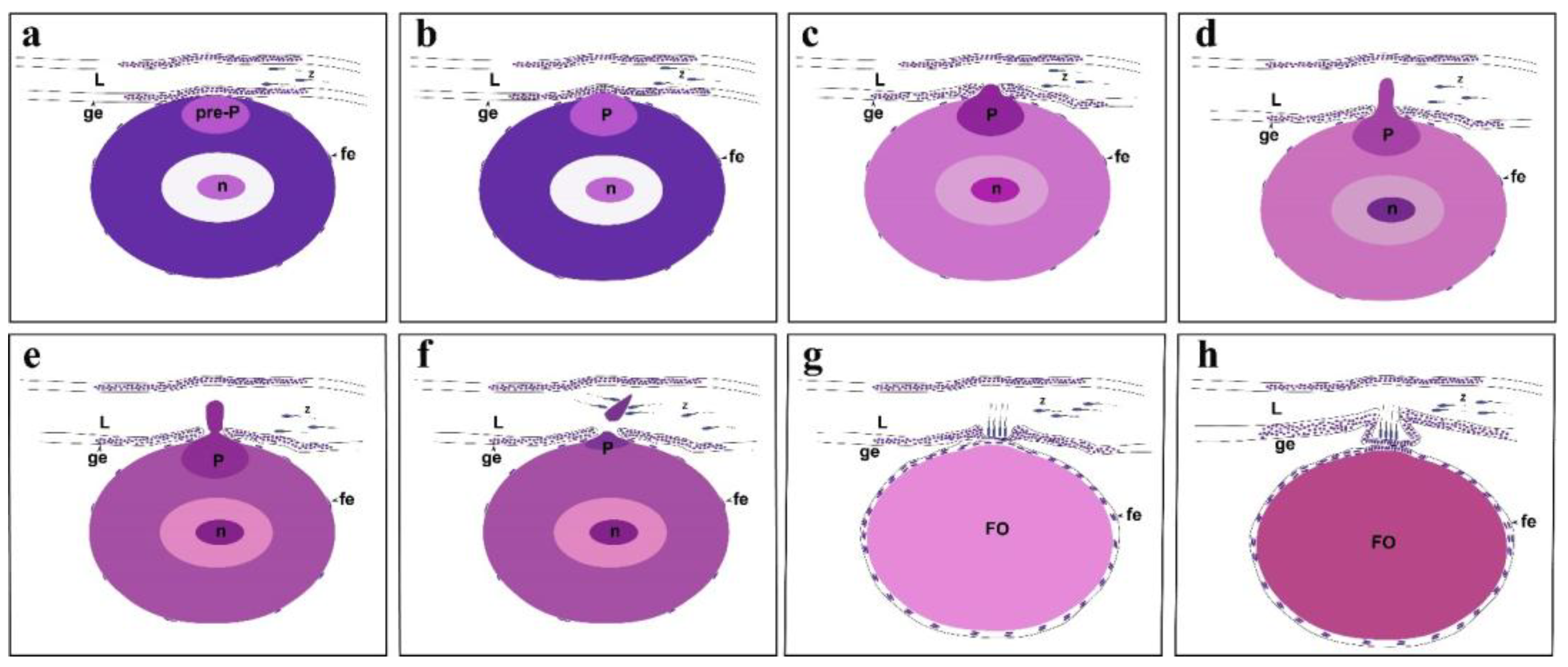 Animals 15 00707 g008 Animals 15 00707 g008