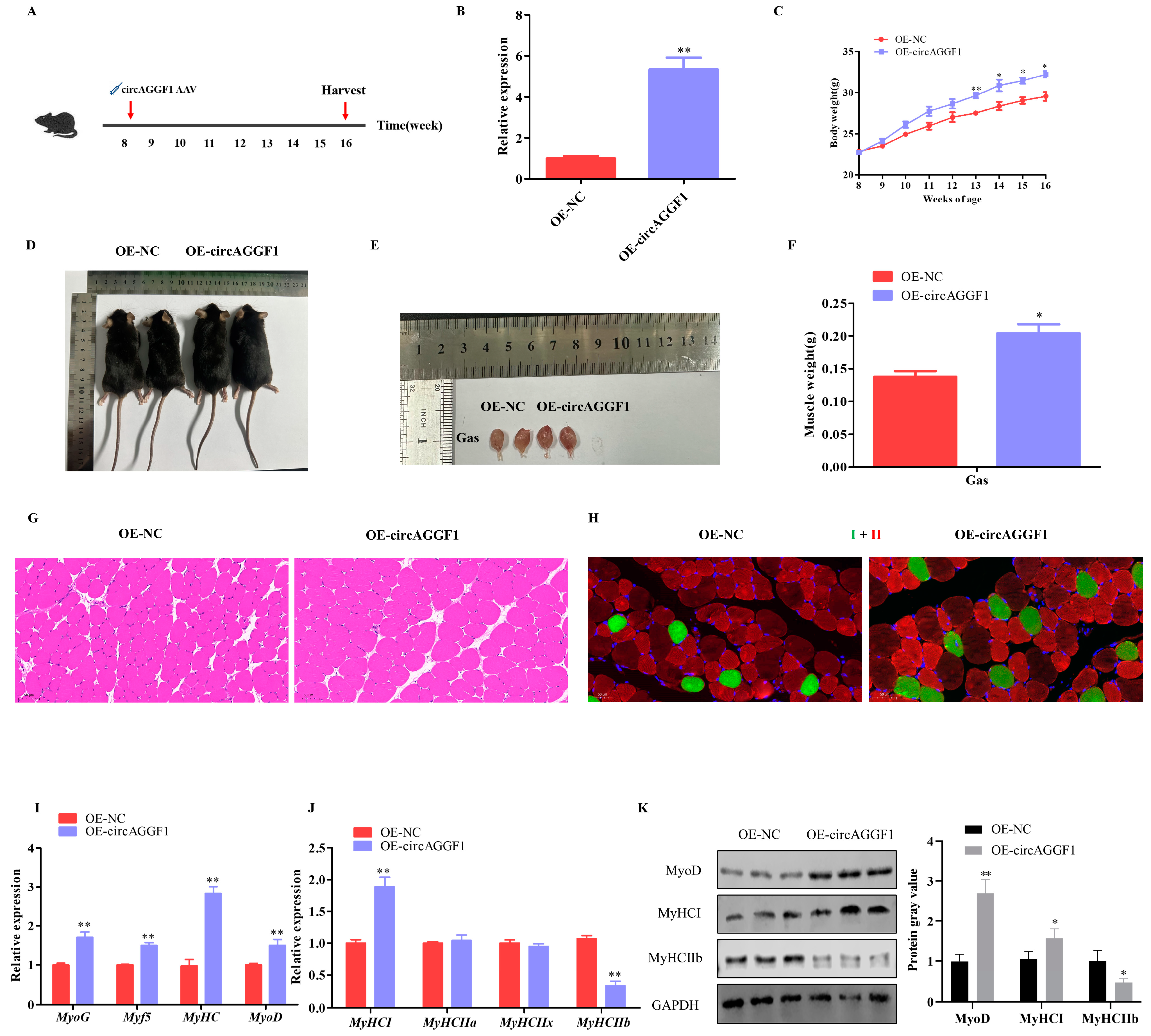 Animals 15 00708 g002