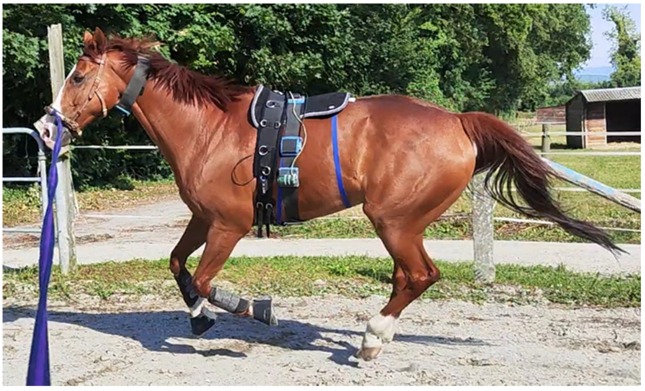 Animals 15 00713 g001