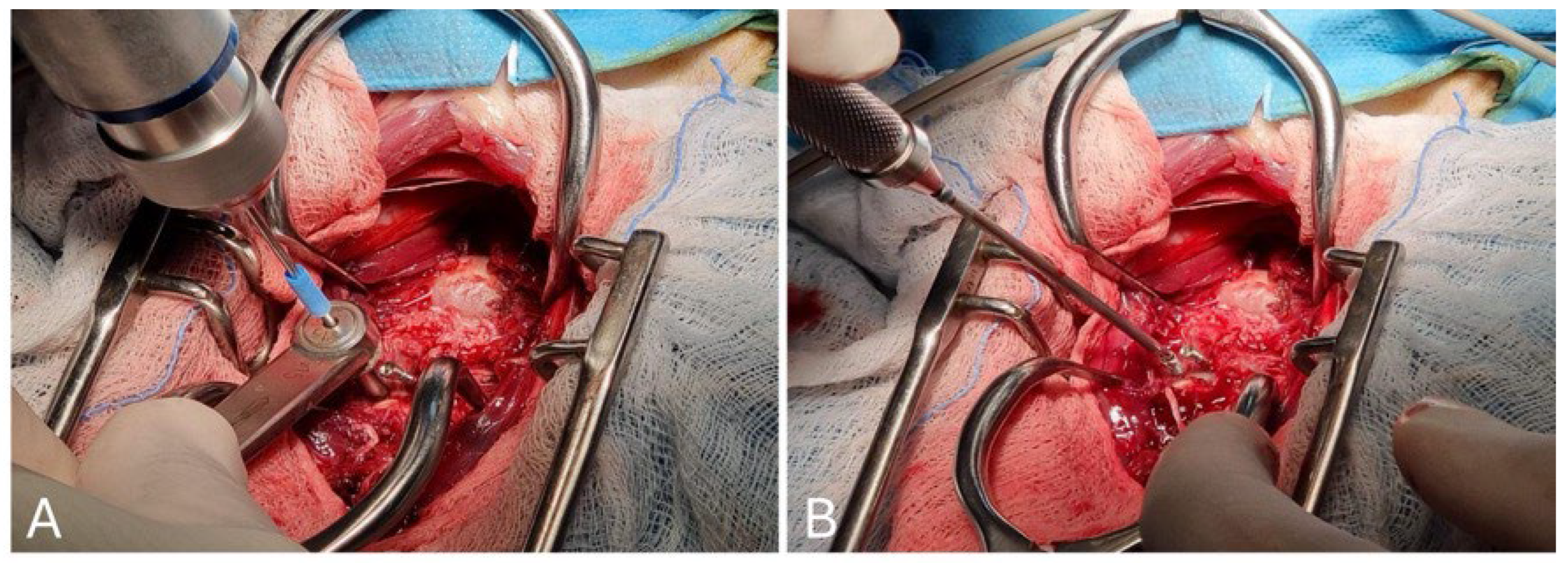 Animals 15 00716 g002