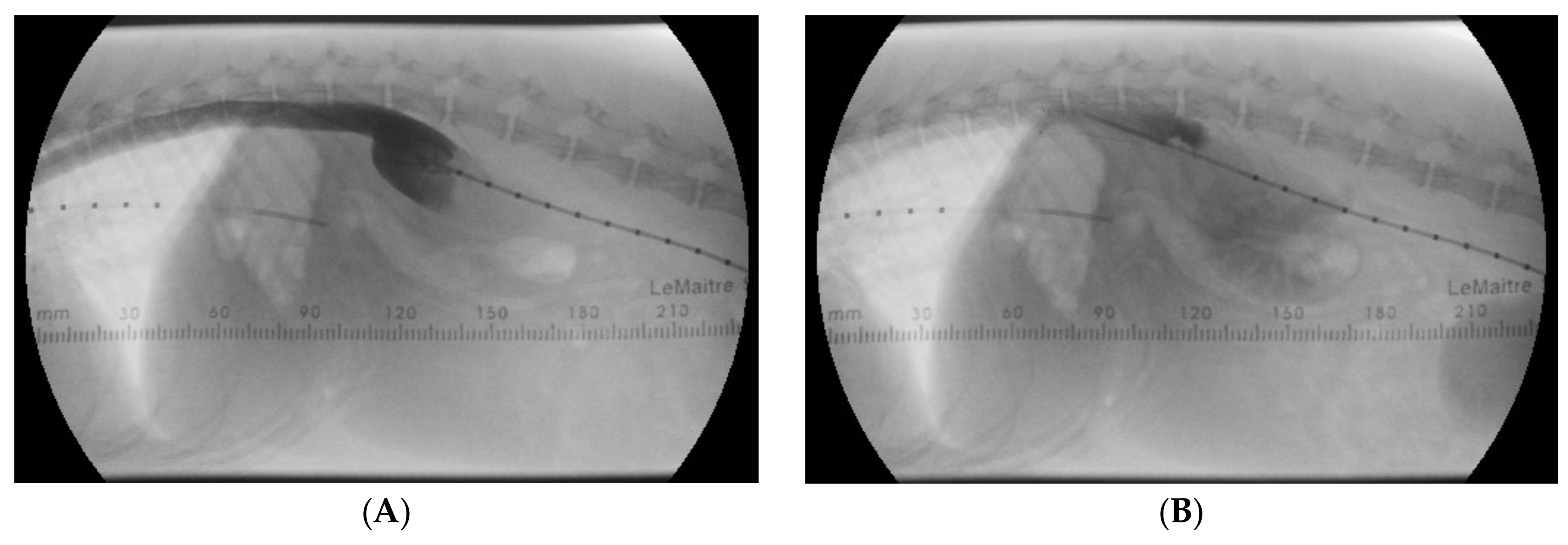 Animals 15 00722 g007