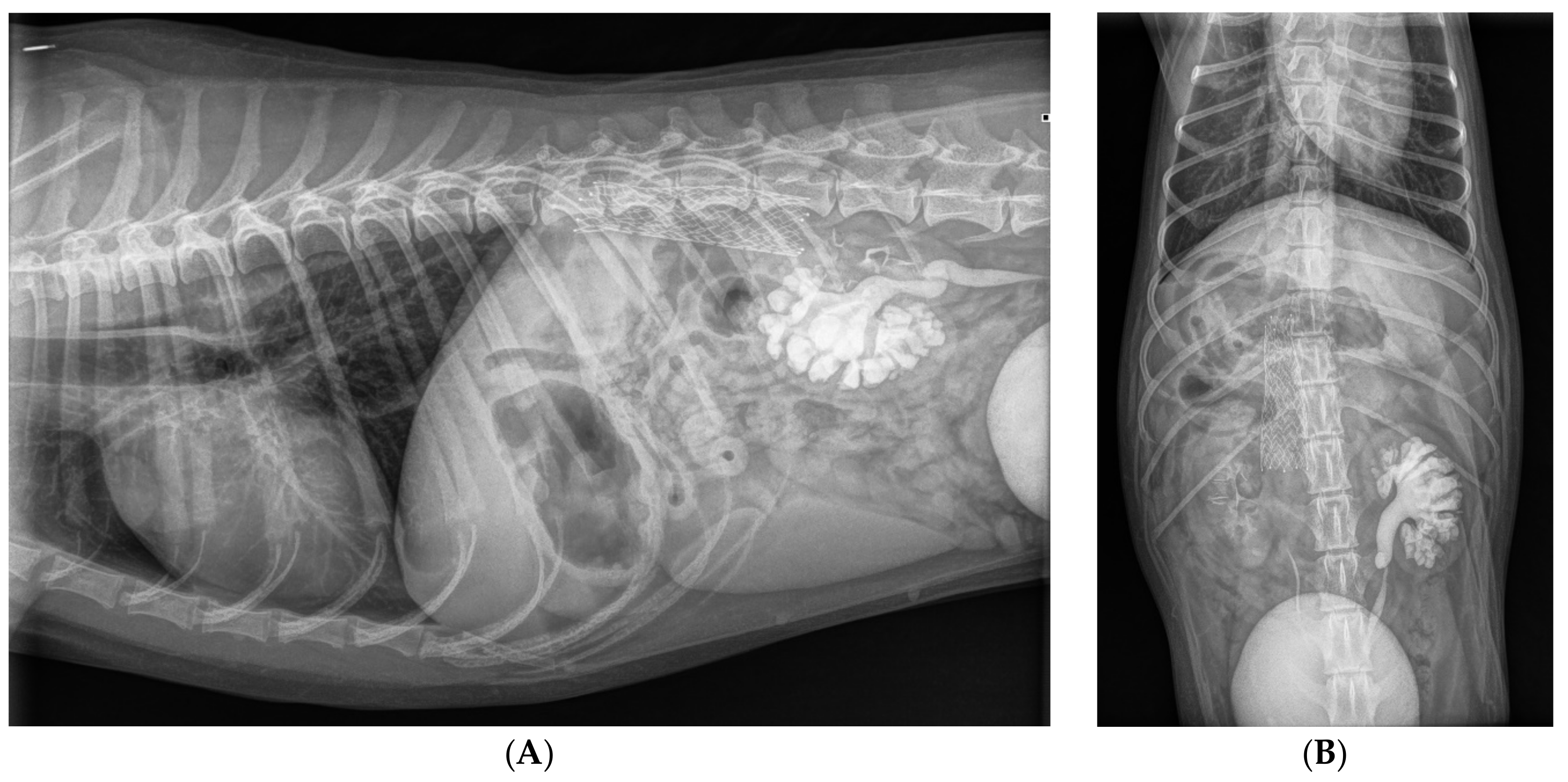 Animals 15 00722 g008