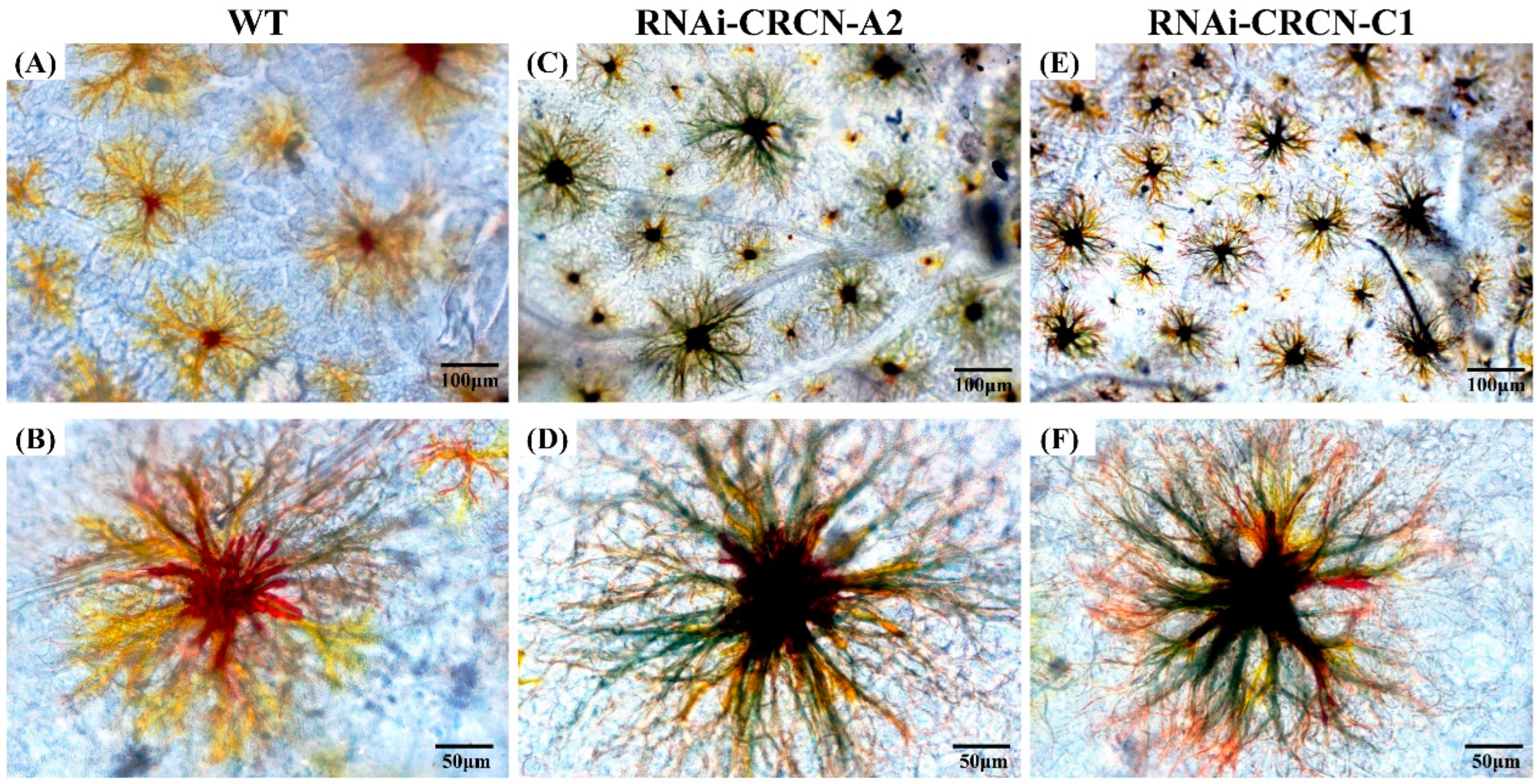 Animals 15 00727 g007