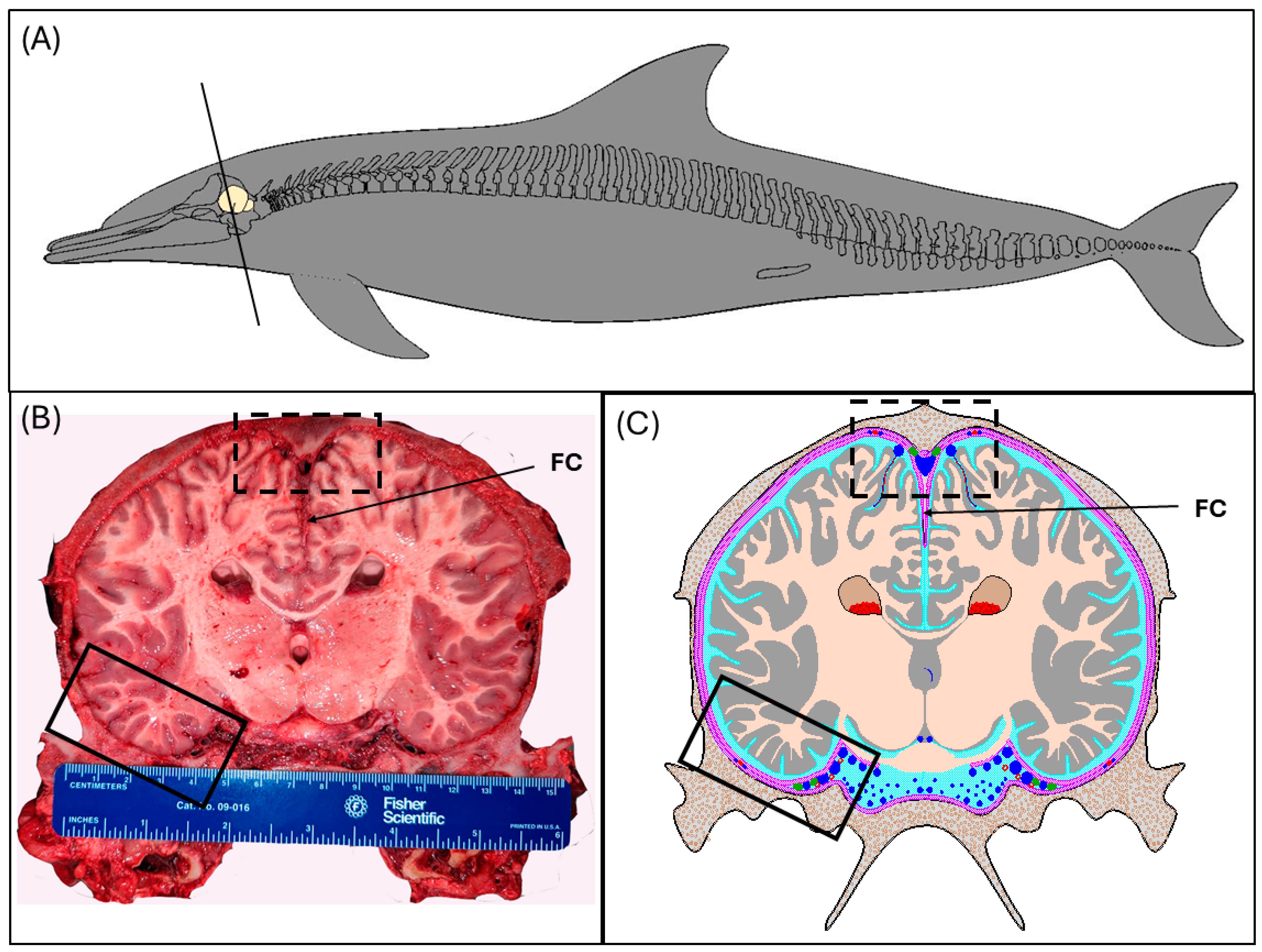 Animals 15 00729 g001