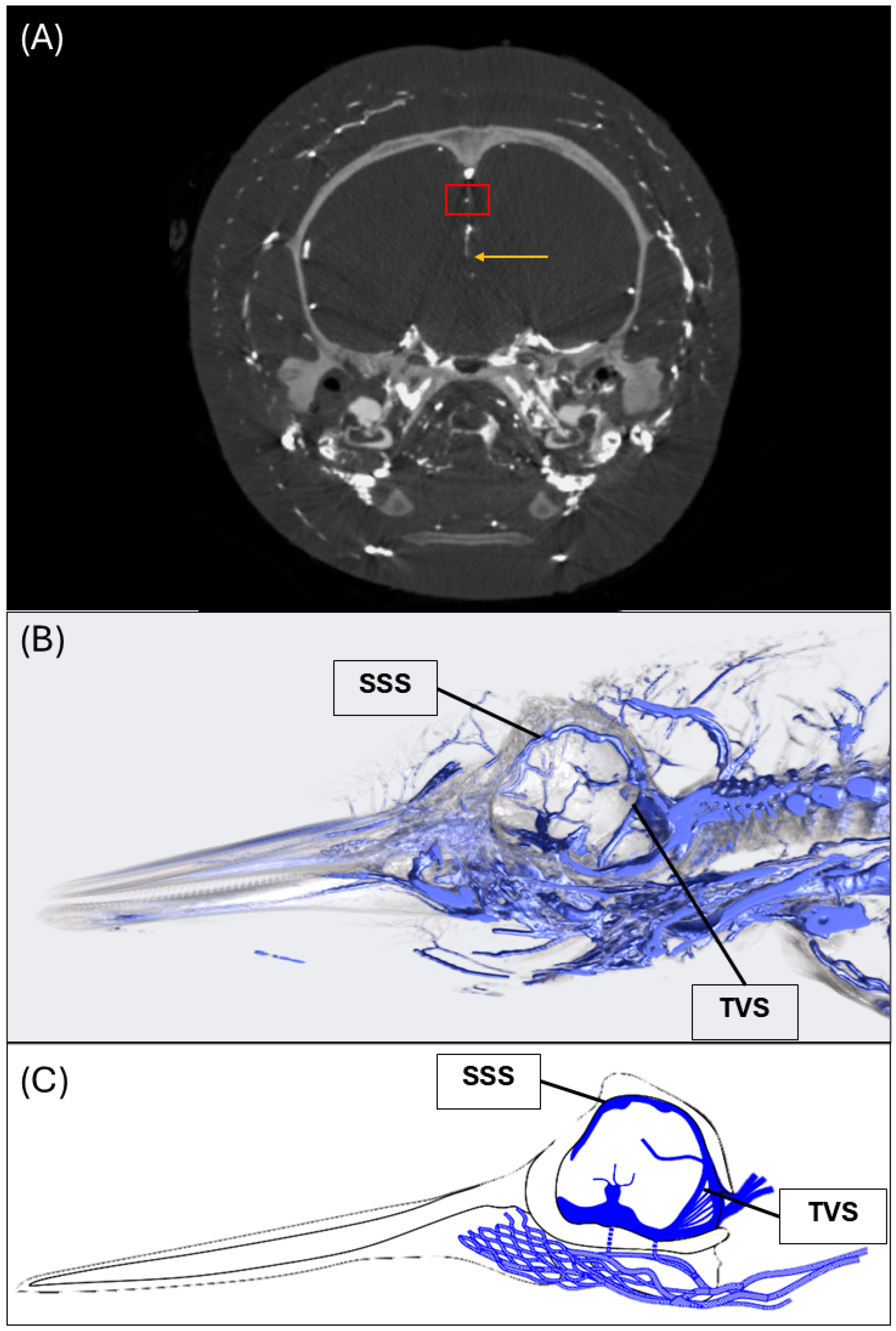 Animals 15 00729 g002