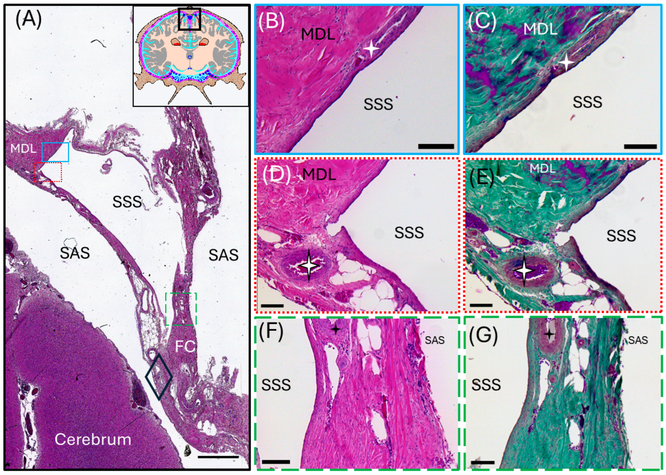Animals 15 00729 g003
